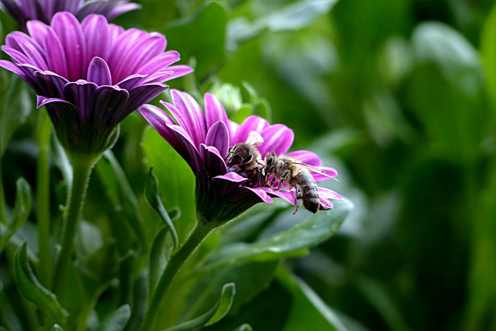 Panasonic Lumix DMC-FZ200 sample photo. Plant, flower, bornholm marguerite photography