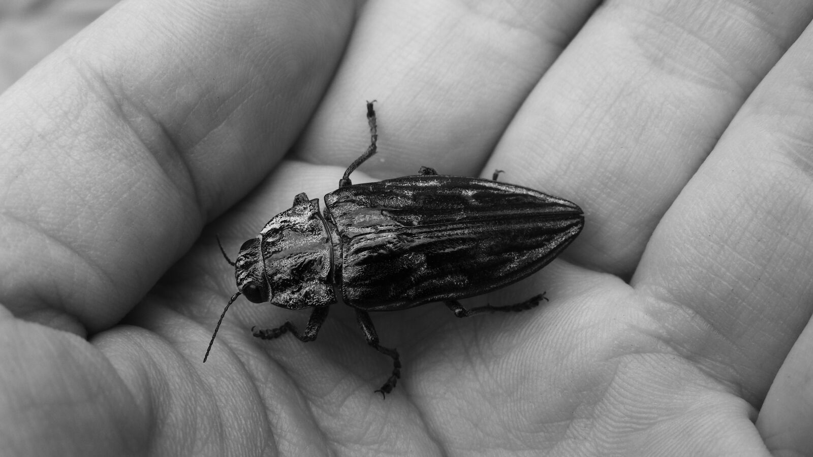 Nikon Coolpix P610 sample photo. Beetle, elytra, insect photography