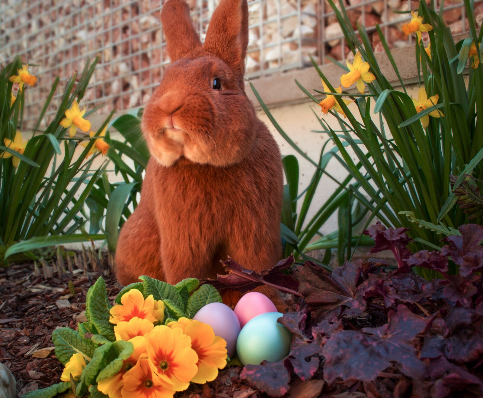 Canon EOS 100D (EOS Rebel SL1 / EOS Kiss X7) sample photo. Rabbits, rabbit, easter photography
