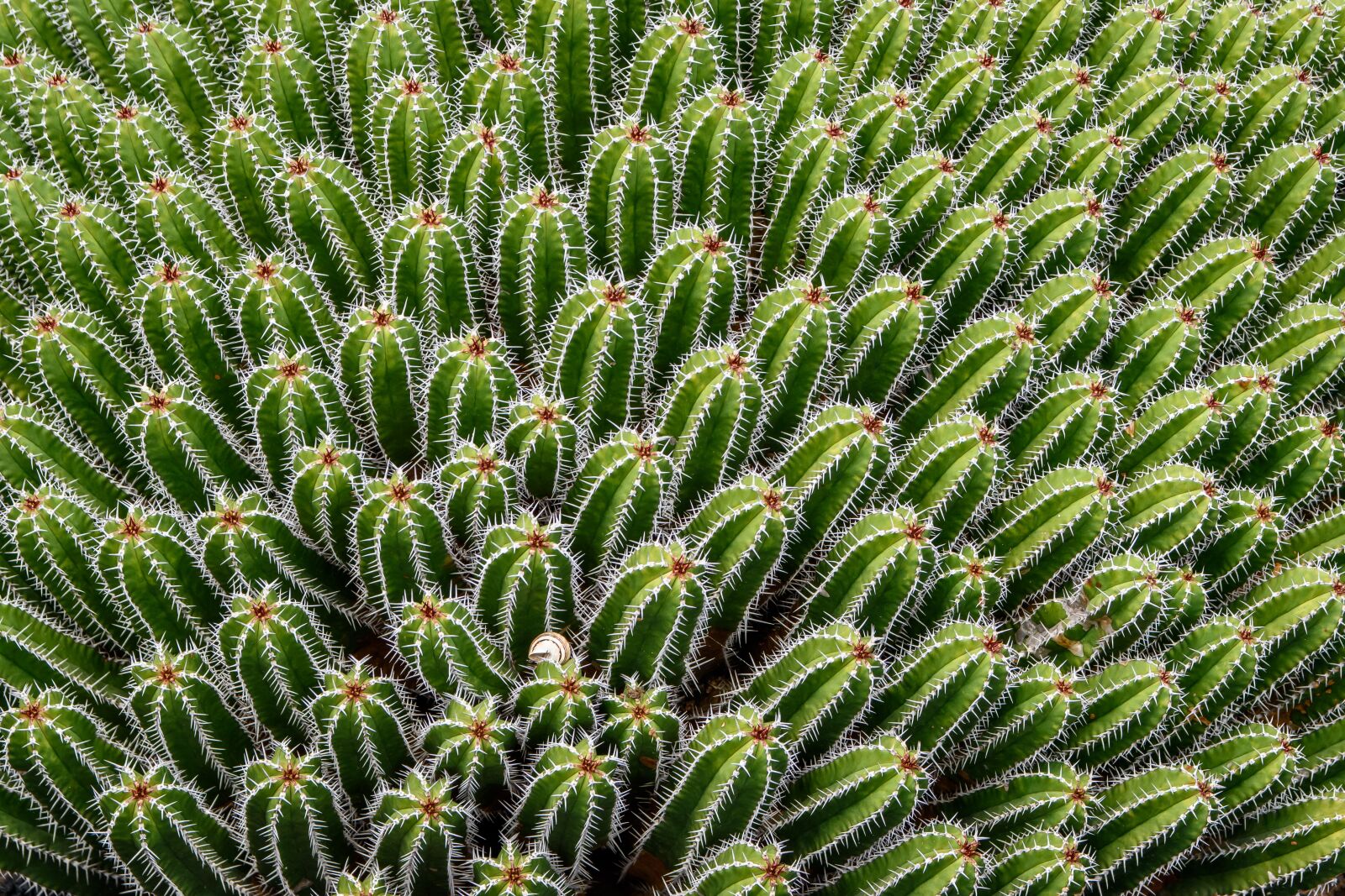 Nikon D5500 sample photo. Cactus, thorn, plant photography