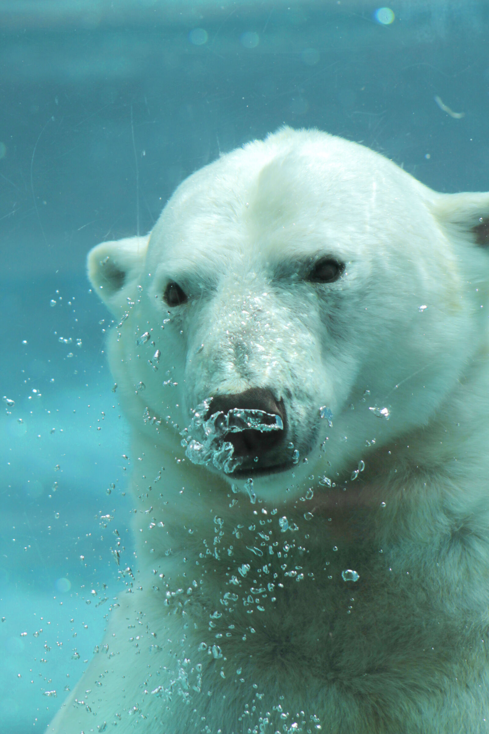 Canon EOS 1100D (EOS Rebel T3 / EOS Kiss X50) sample photo. Bear, blue, cian, polar photography