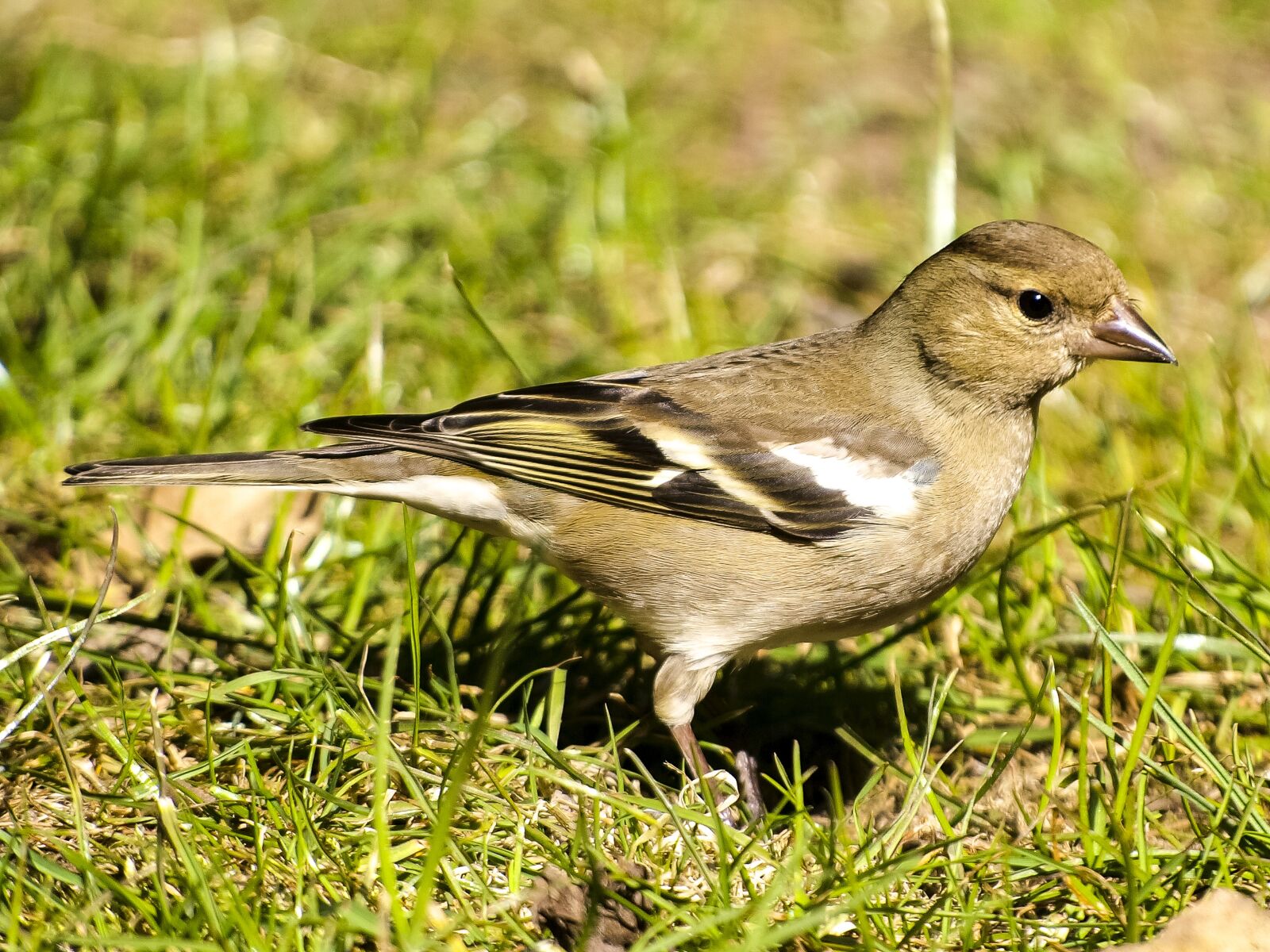 Olympus E-3 sample photo. Chaffinch females, fink, chaffinch photography