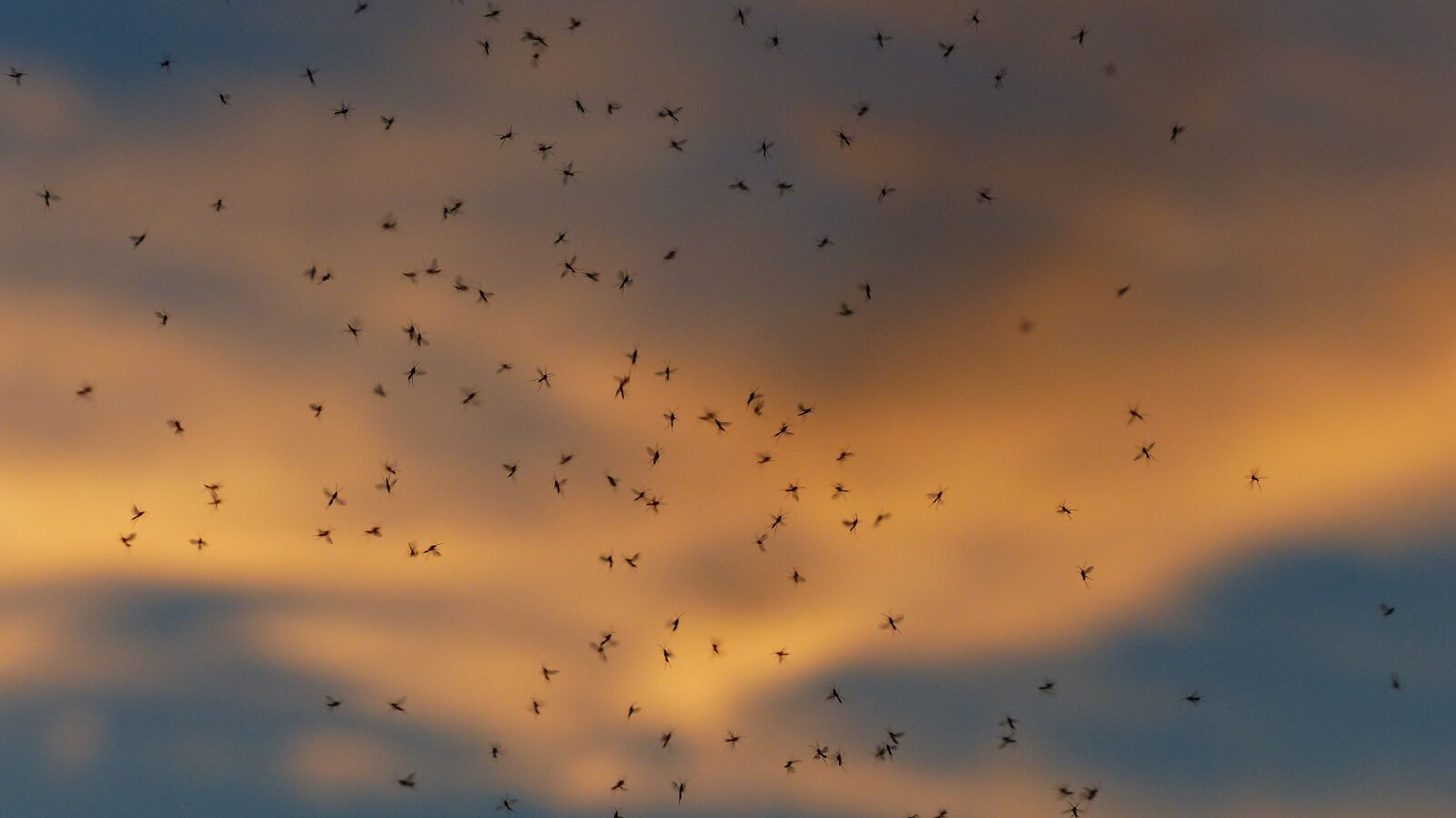 Panasonic Lumix DMC-FZ200 sample photo. Dance schools, mosquitoes, mass photography