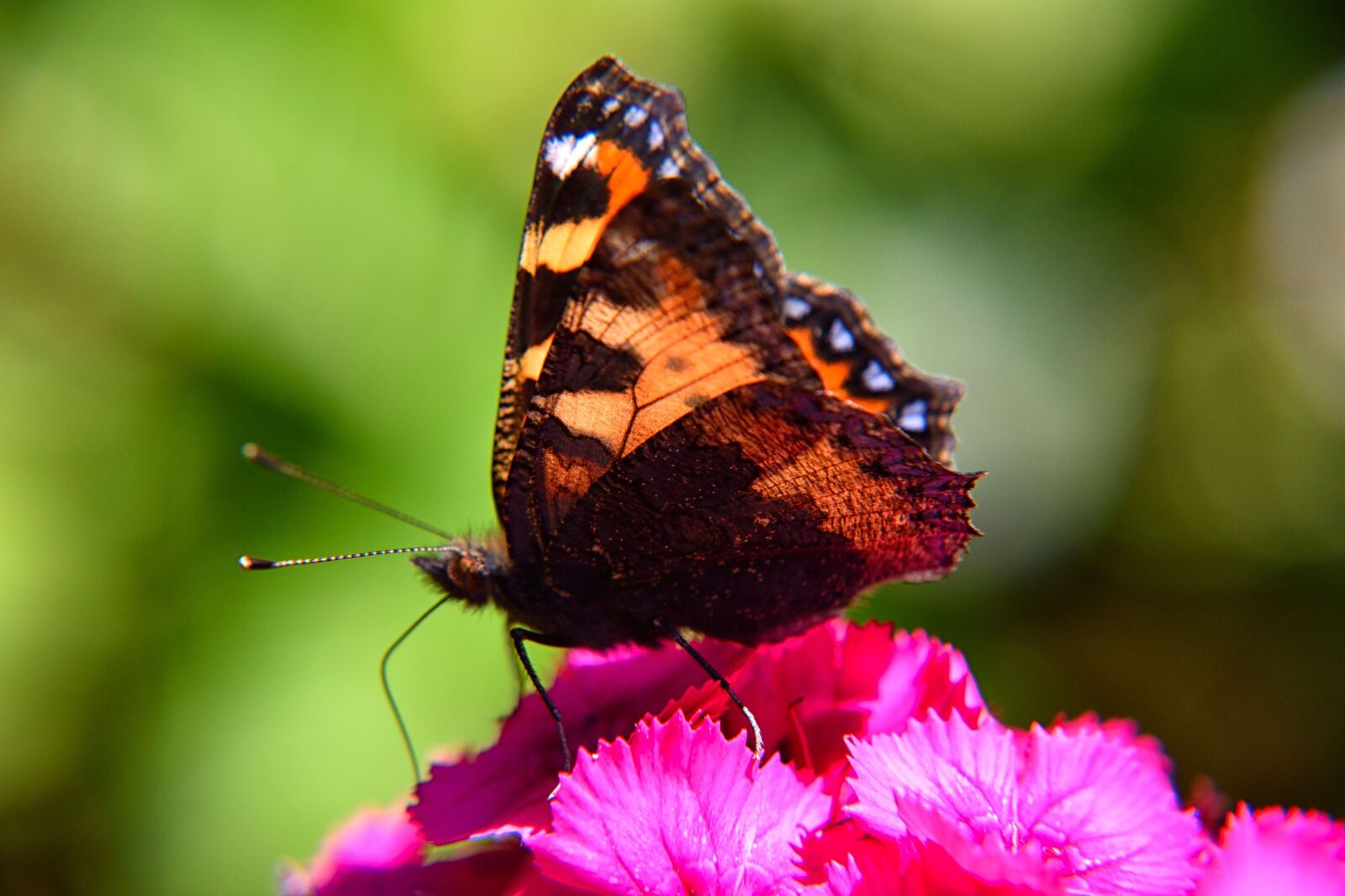 Nikon D5500 sample photo. Butterfly, close up, flower photography