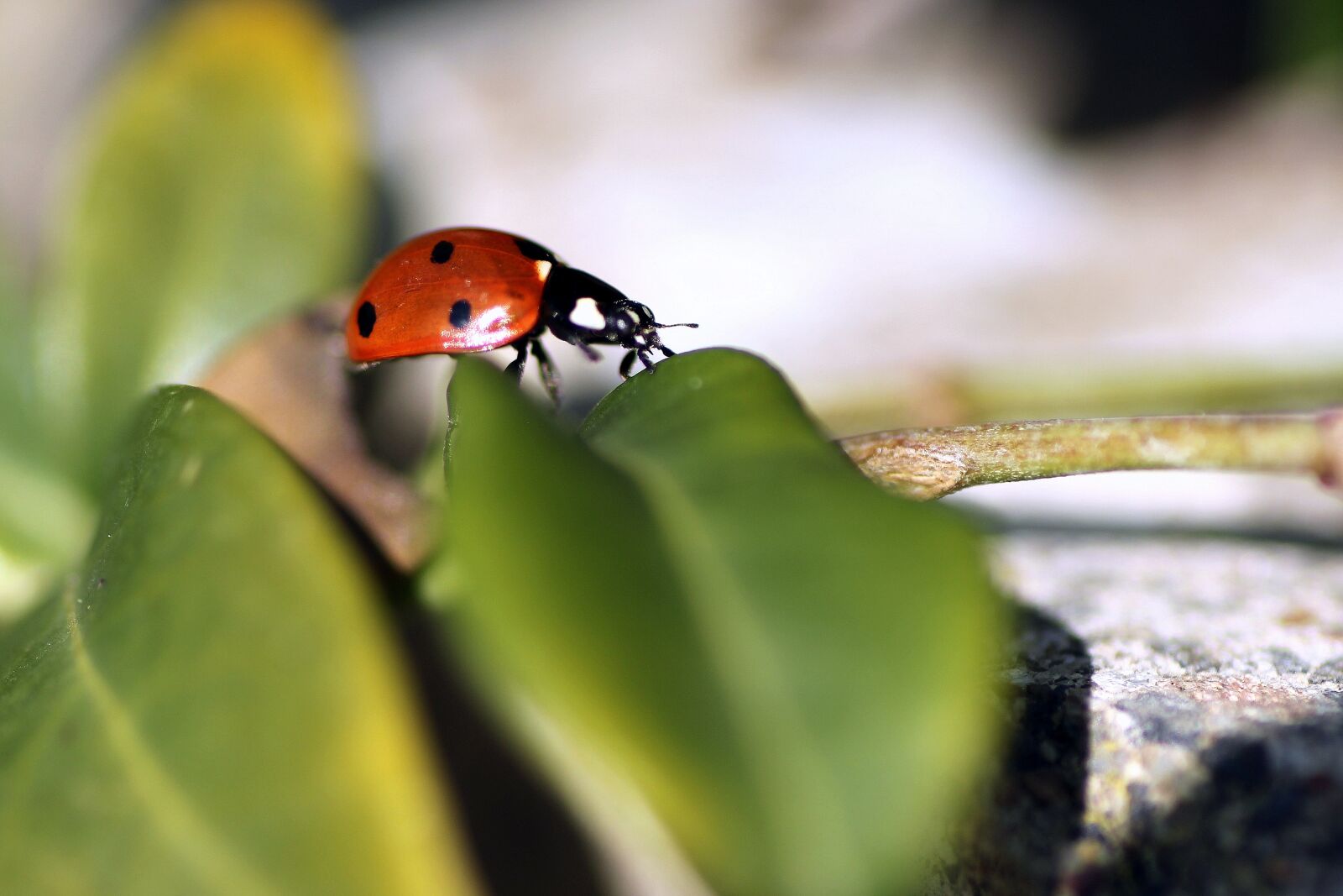Tamron SP 90mm F2.8 Di VC USD 1:1 Macro sample photo. Ladybug, macro, insect photography