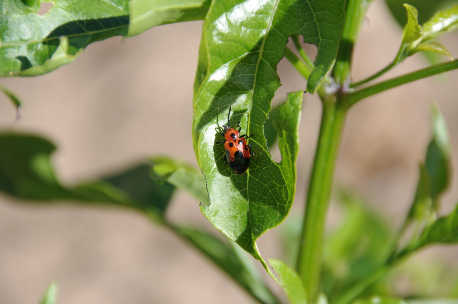 Pentax K-x sample photo. Insect, insects, bug photography