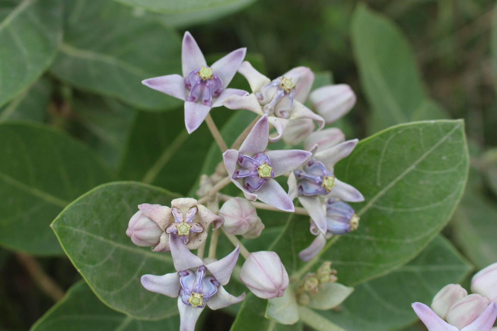 Canon EOS 700D (EOS Rebel T5i / EOS Kiss X7i) sample photo. Flower, natural, garden photography