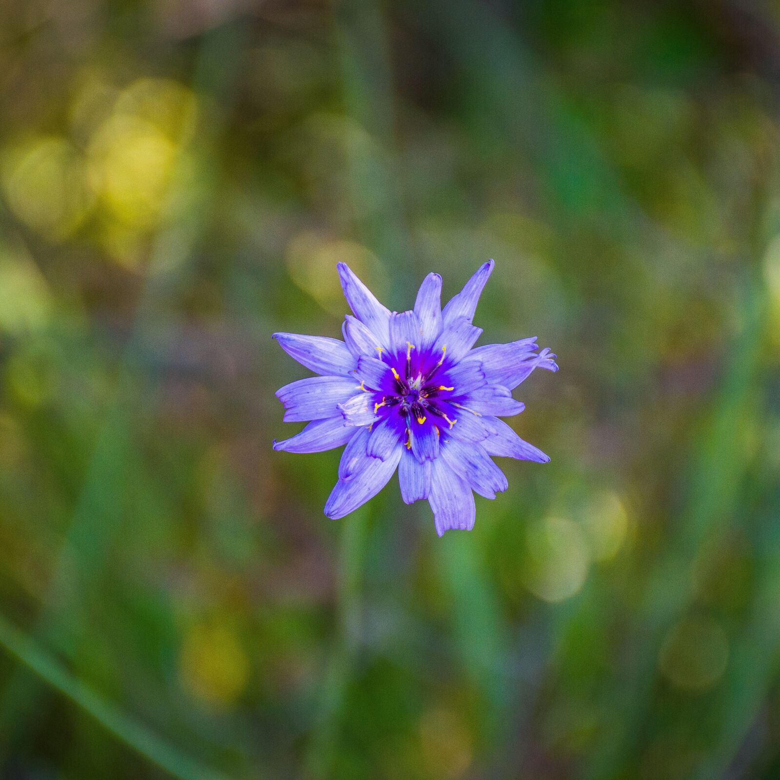 Nikon D5600 sample photo. Flower, vineyard flower, purple photography