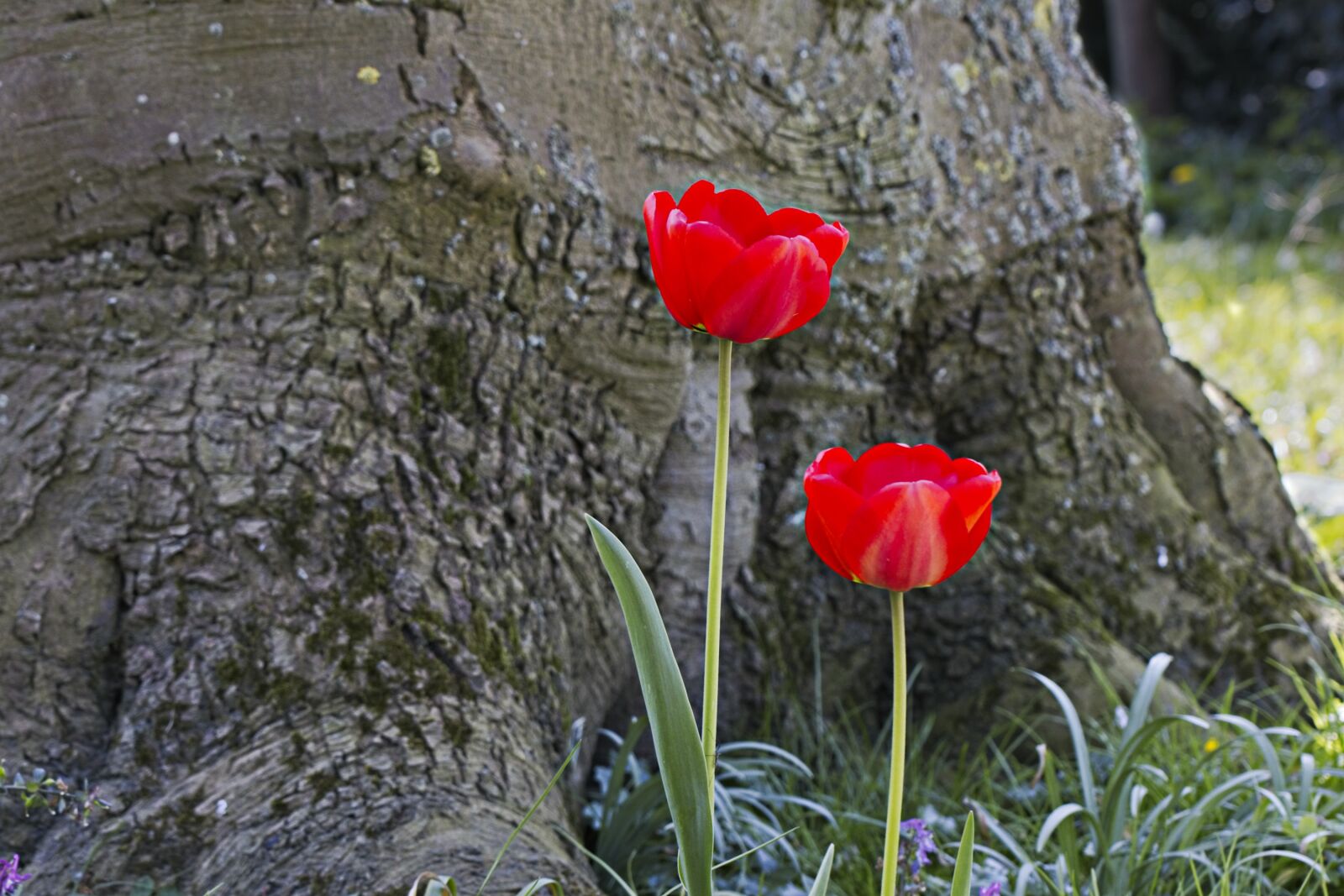 Canon EOS R sample photo. Tulips, stinzenplanten, nature photography