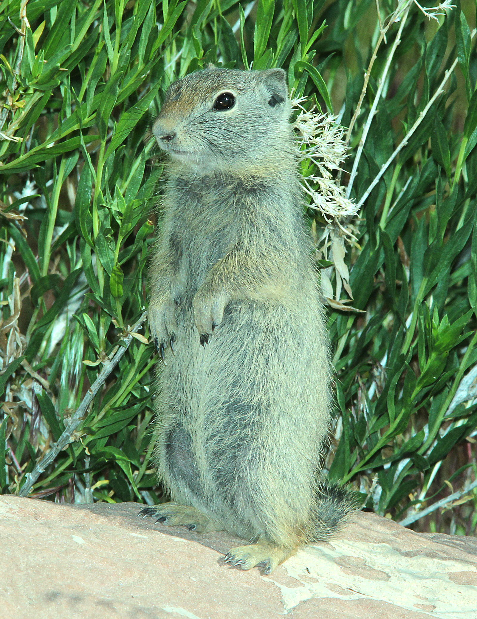 Canon EF 300mm F4L IS USM sample photo
