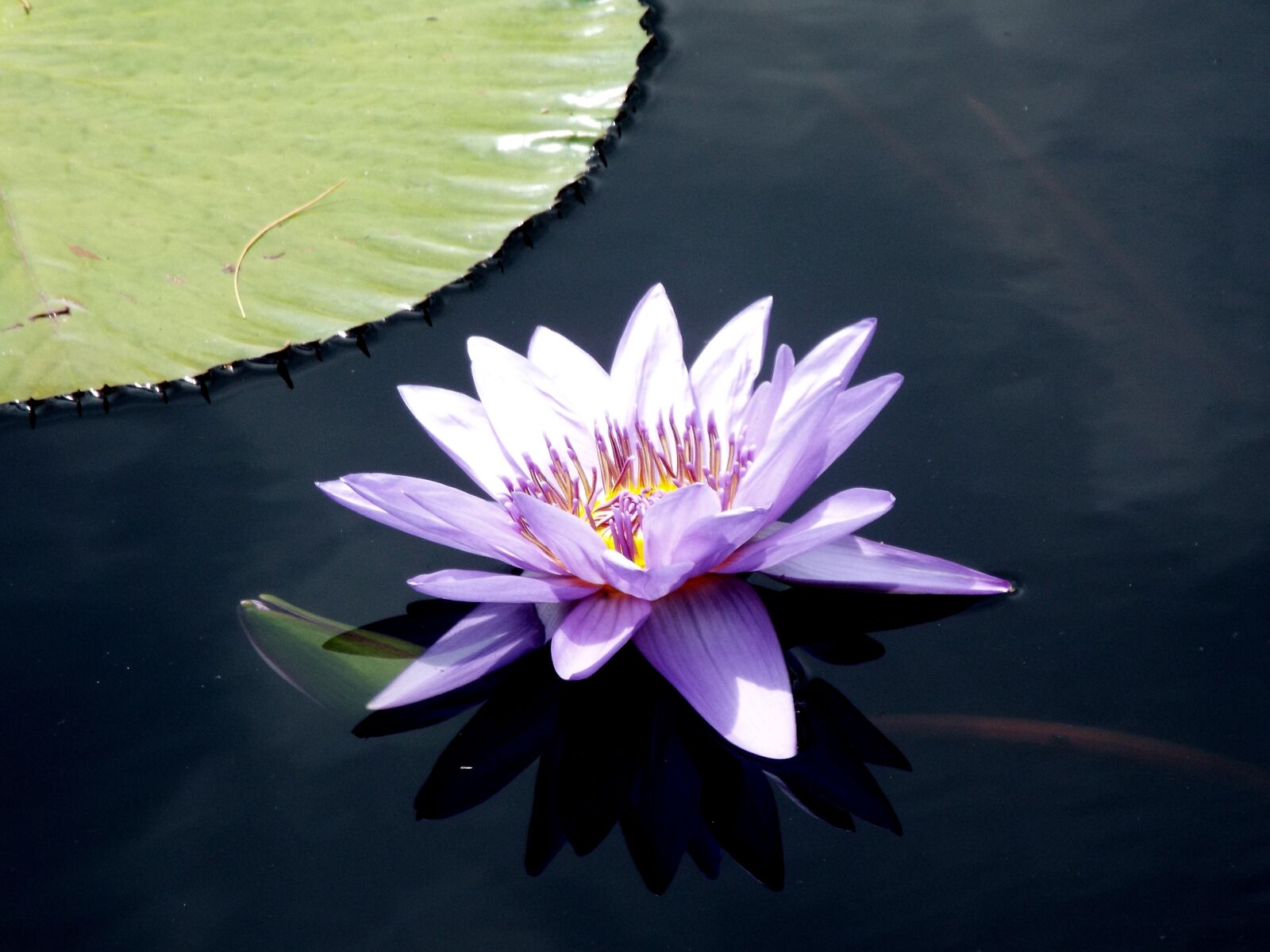 Fujifilm FinePix S9900W S9950W sample photo. Purple, lily, pond photography