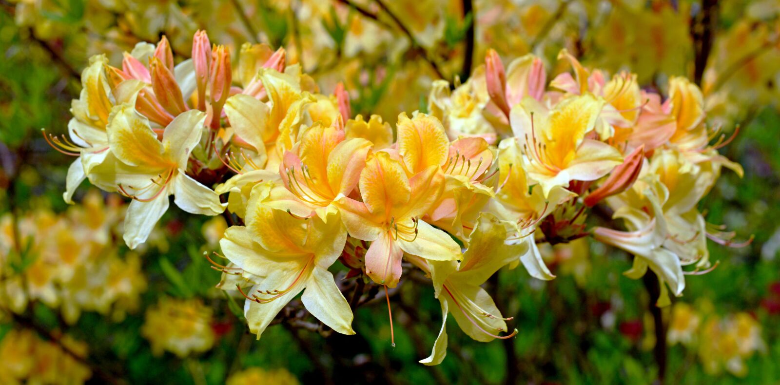 Nikon D7100 sample photo. Rhododendron, rhododendron luteum, blossom photography