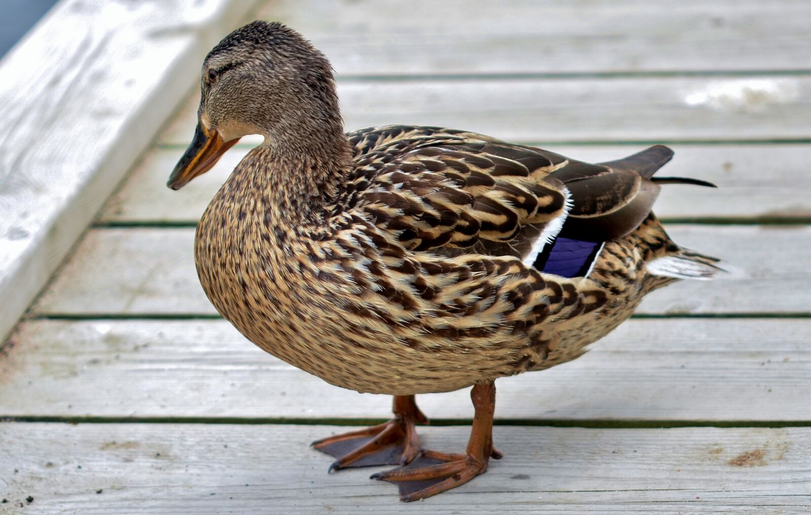 Nikon D7000 sample photo. Duck, animal, bird photography