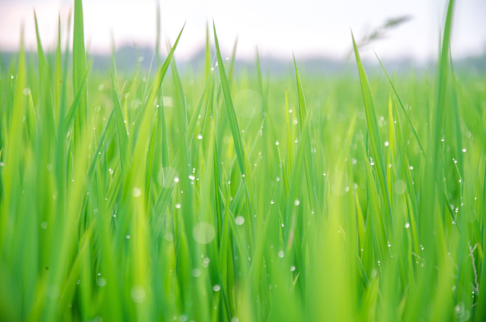 Nikon D5100 sample photo. Green, background, the leaves photography