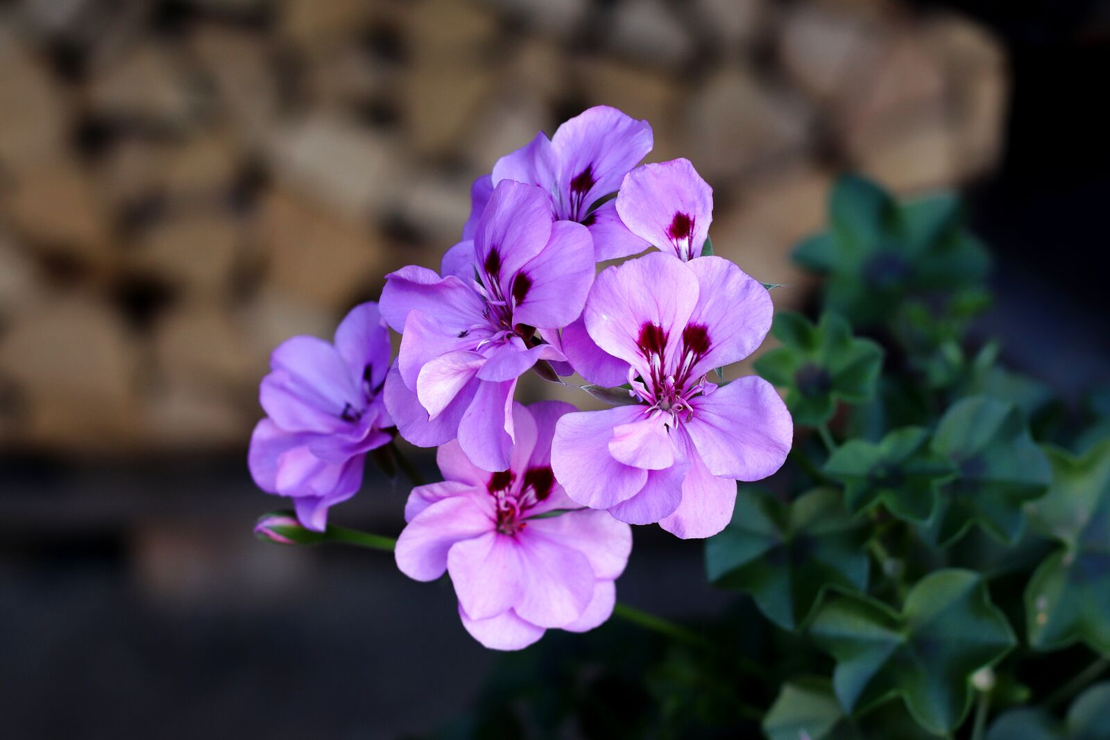Canon EF 50mm F1.4 USM sample photo. Geranium, flowers, balcony plant photography