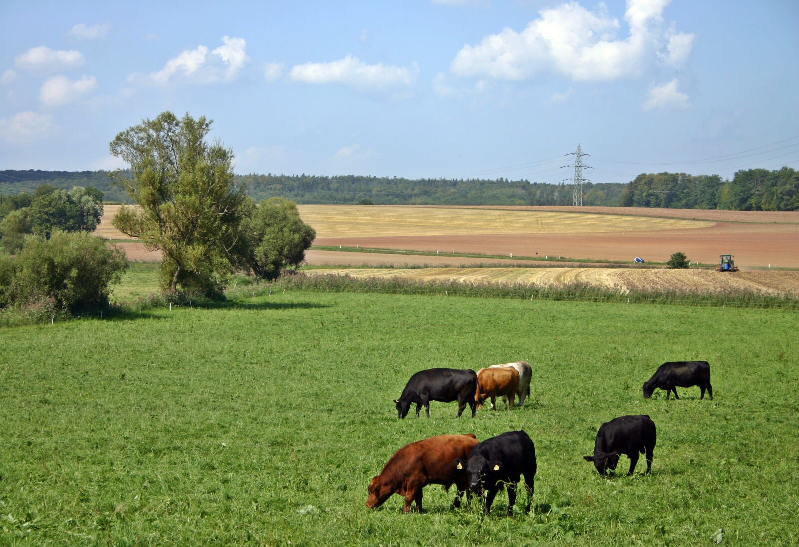 Canon EOS 300D (EOS Digital Rebel / EOS Kiss Digital) sample photo. Cattle, cow, pasture photography