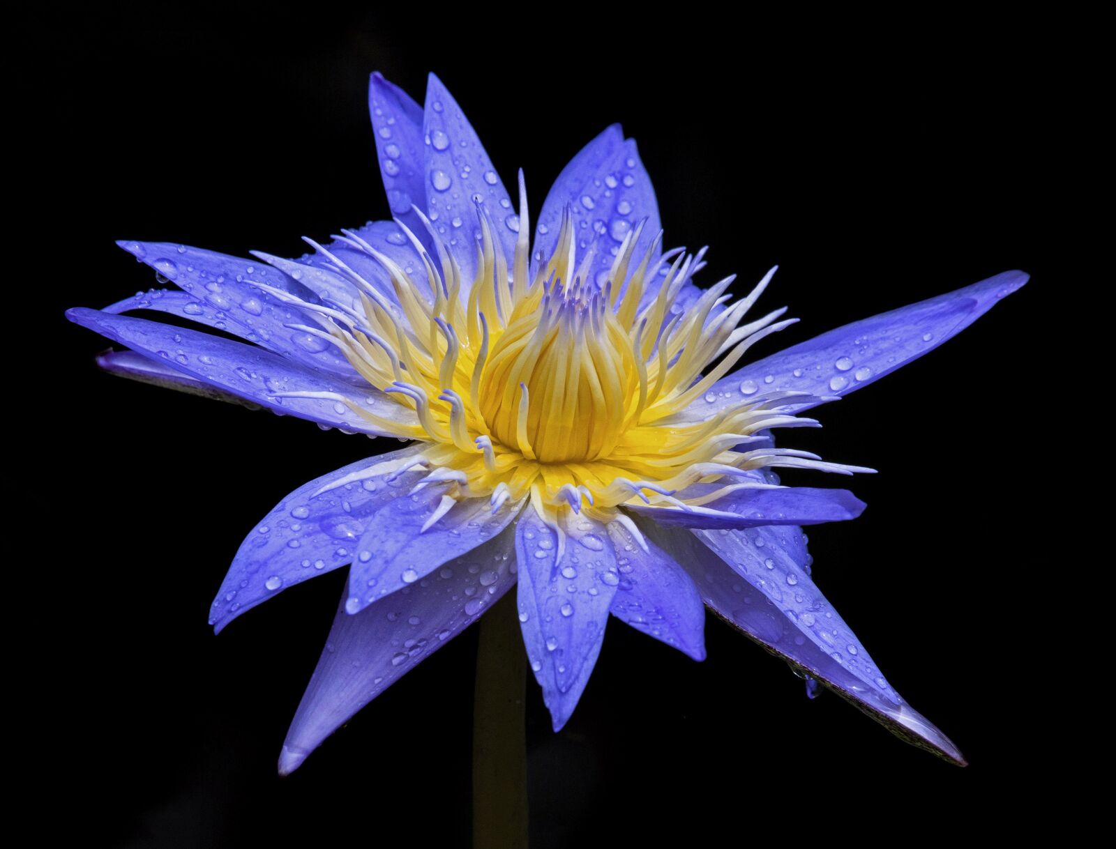 Olympus Zuiko Digital ED 50-200mm F2.8-3.5 SWD sample photo. Bloom, blossom, flora photography