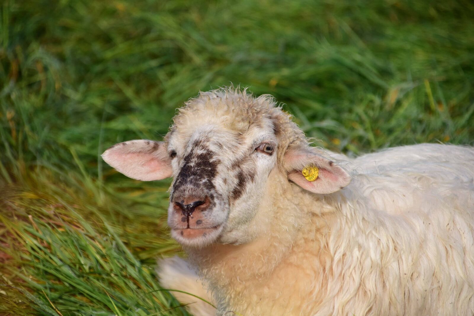 Nikon D3300 sample photo. Nature, grass, sheep, outdoor photography