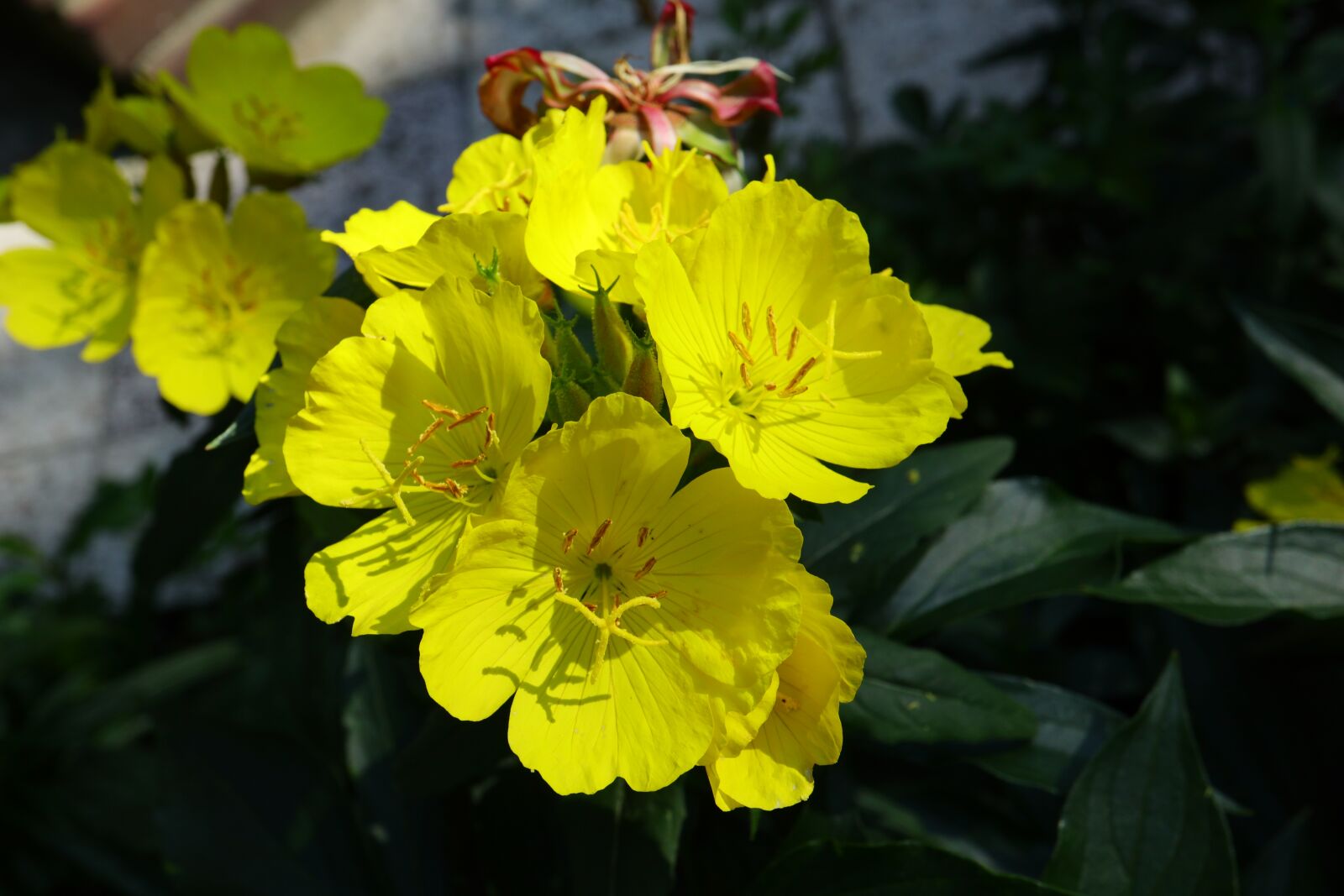 Canon EOS M5 sample photo. Yellow flowers, summer, garden photography