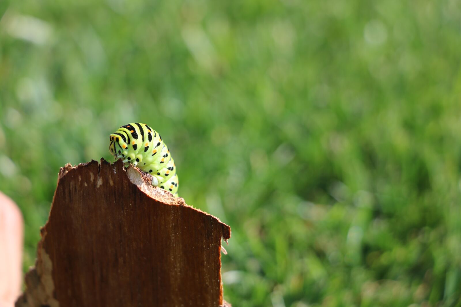 Canon EOS 750D (EOS Rebel T6i / EOS Kiss X8i) sample photo. Caterpillar, macro, insect photography