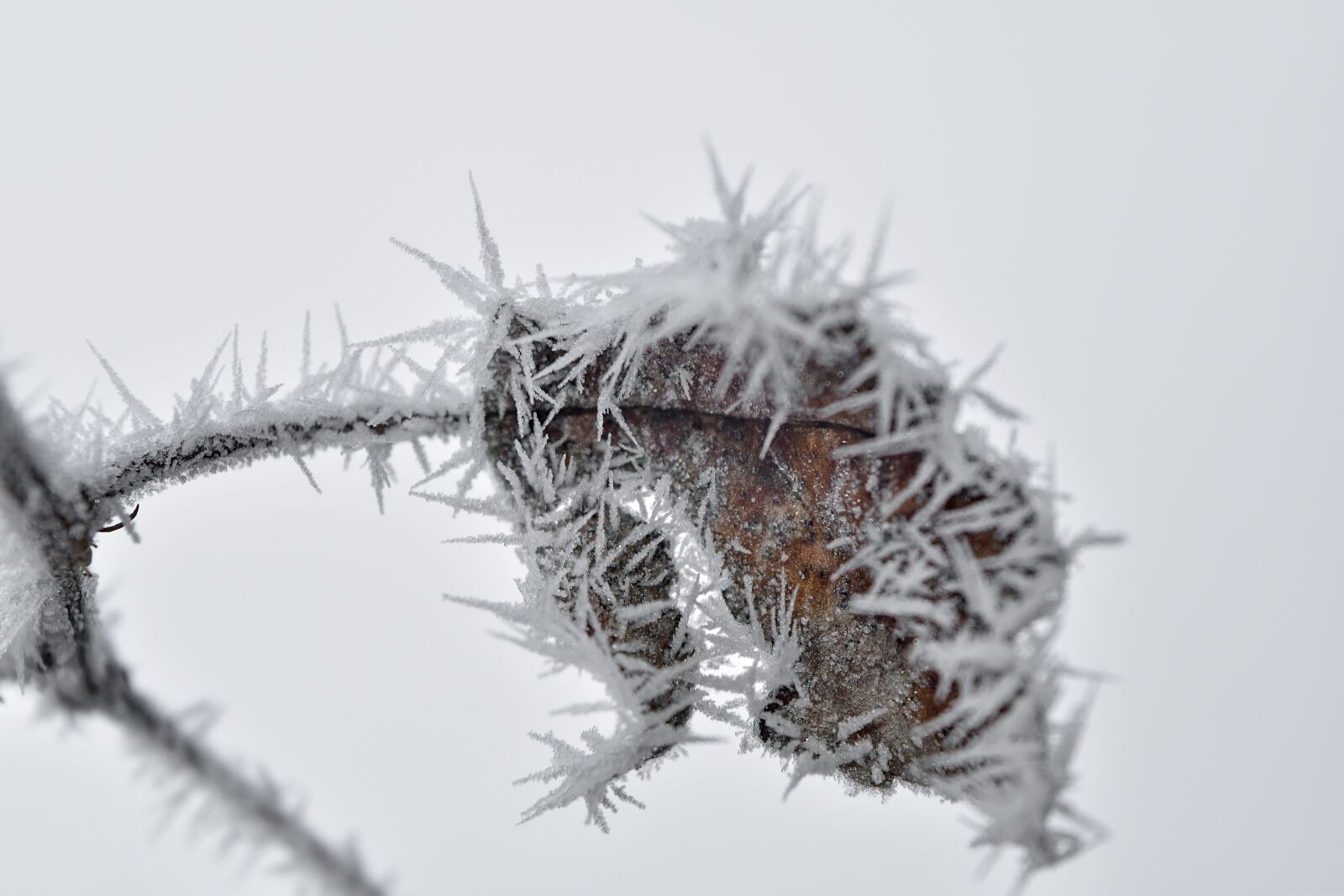 Nikon D5500 sample photo. Branch, dry, freeze, ice photography