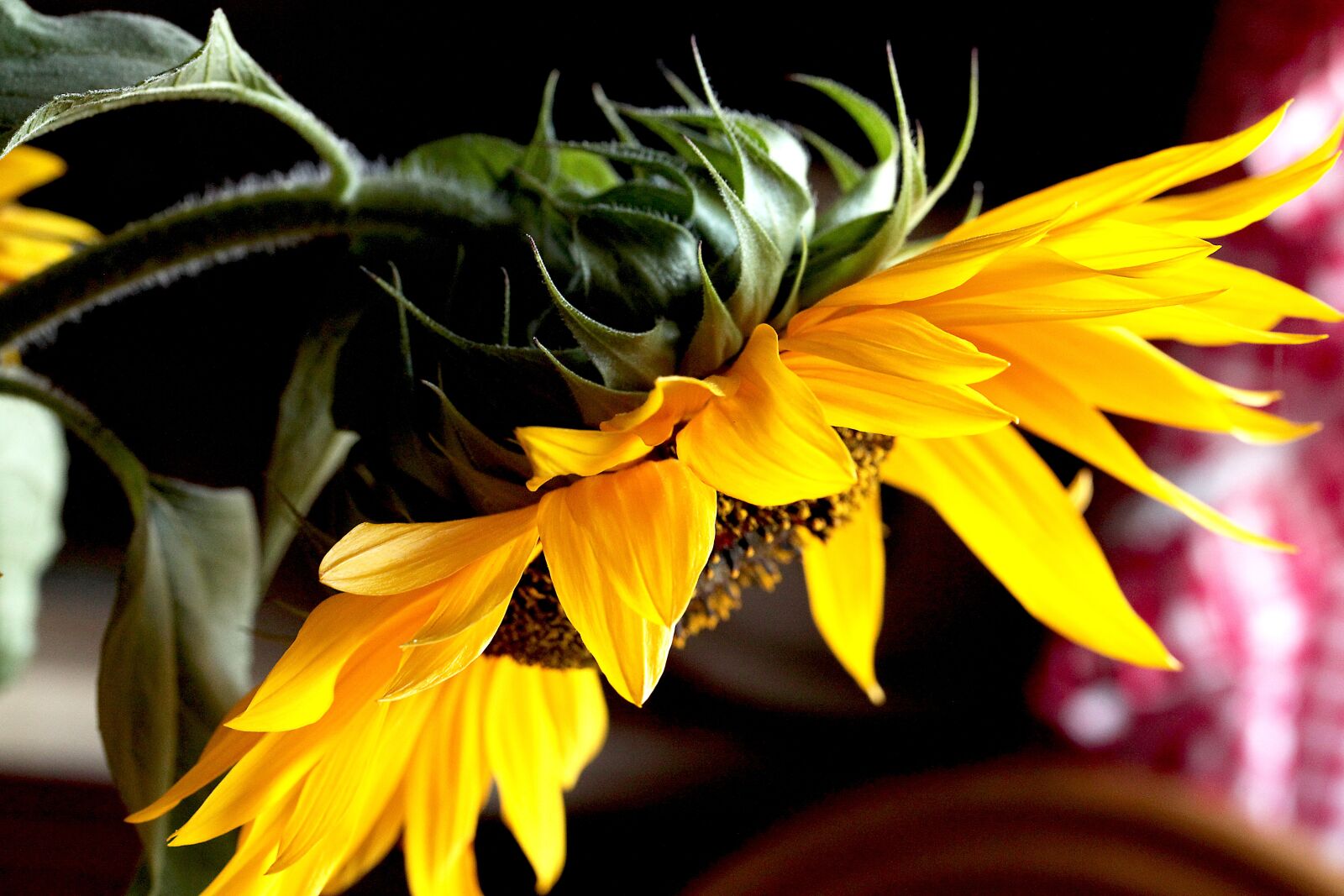 Canon EOS 5D Mark II sample photo. Sunflower, flower, yellow flowers photography