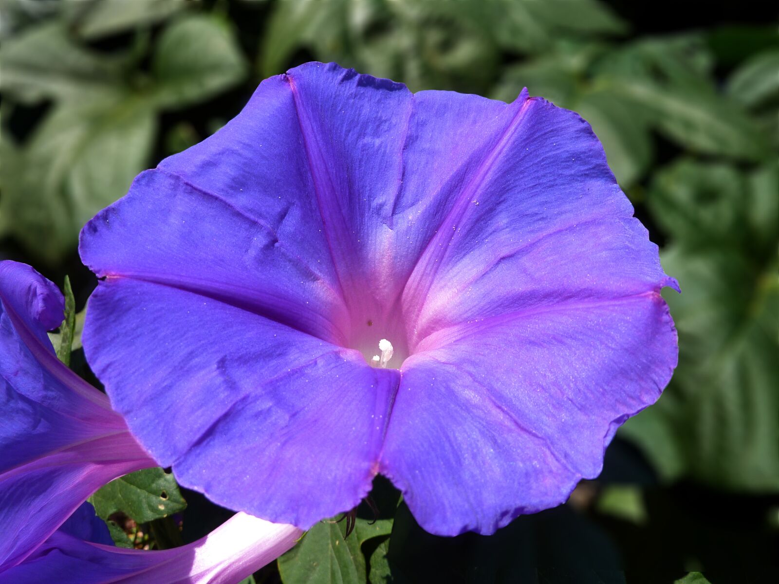 Panasonic DMC-TZ7 sample photo. Flower, violet, open photography