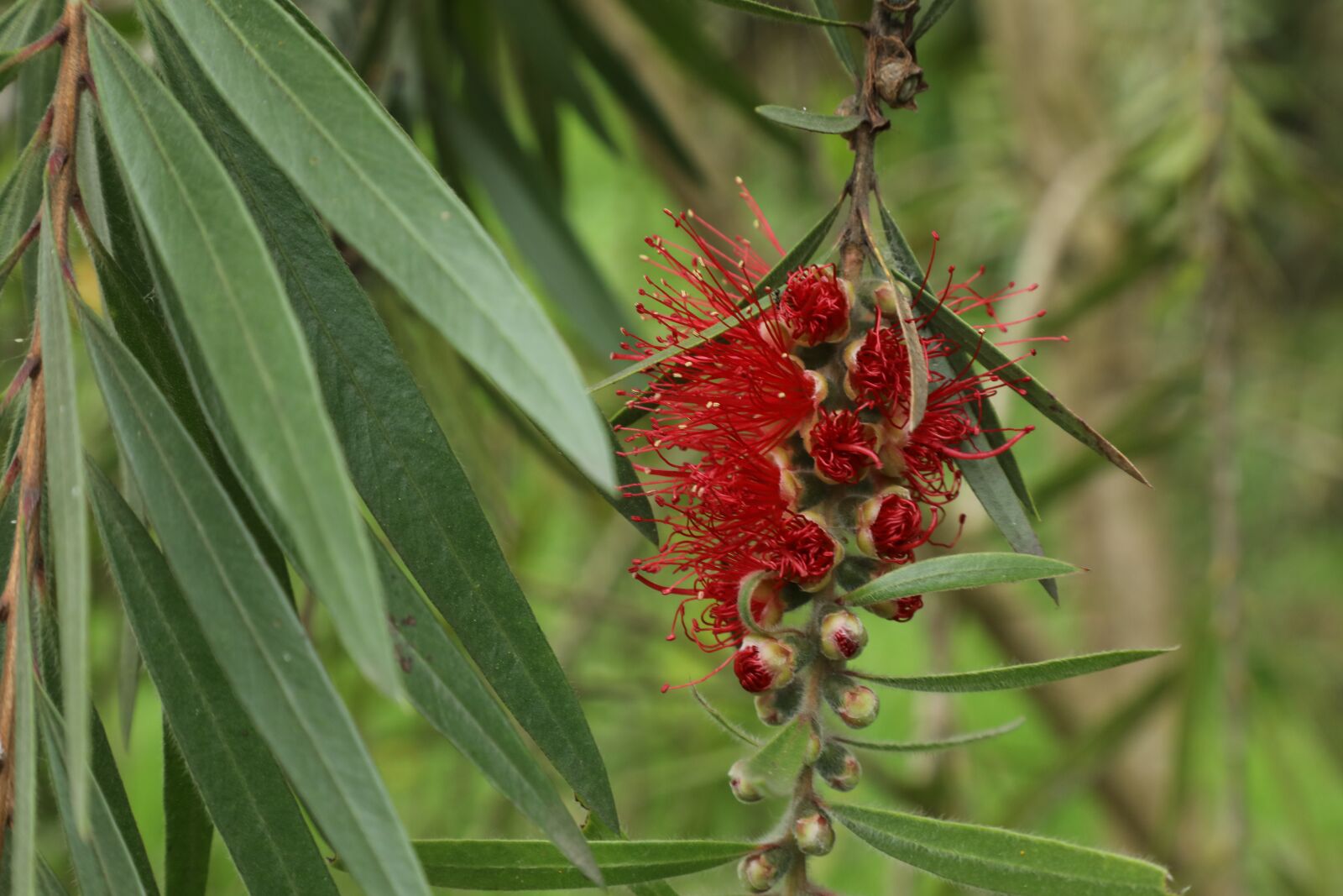 Canon EF 24-105mm F4L IS II USM sample photo. Flower, red, nature photography
