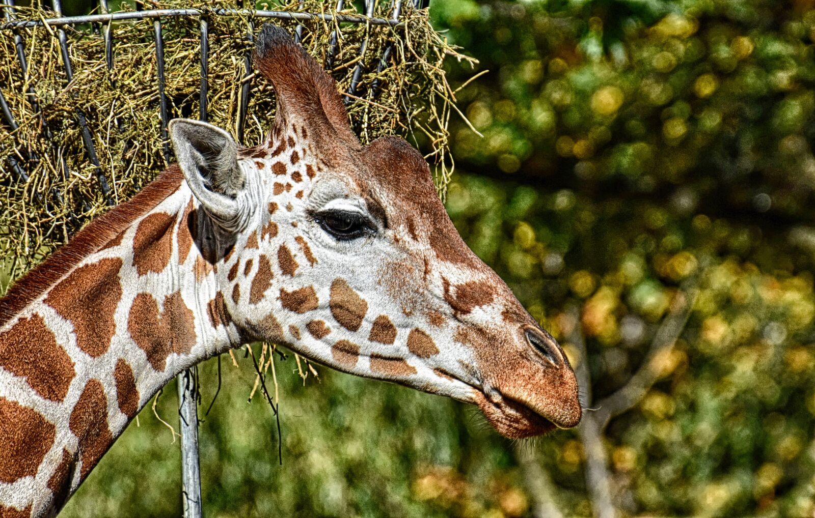 Nikon D7200 sample photo. Giraffe, zoo, animal photography