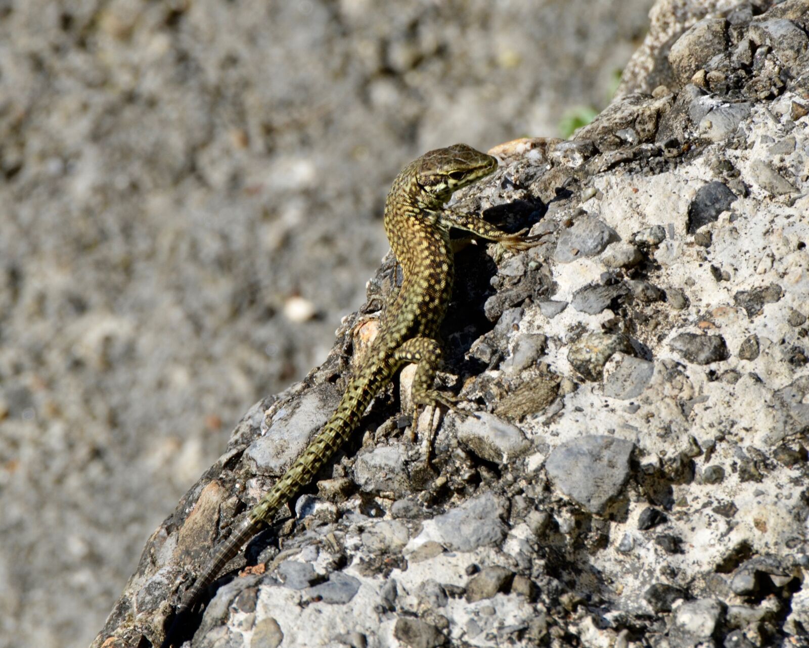 Nikon D5100 sample photo. Lizard, reptile, scale photography