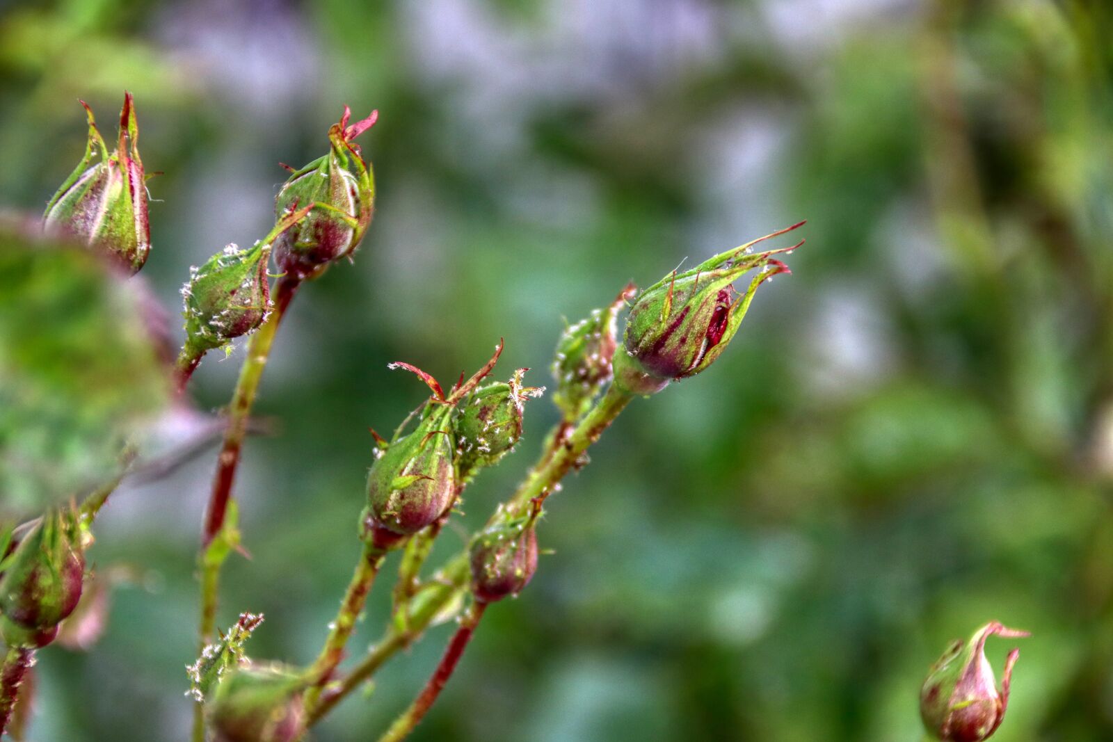 Canon EOS 80D sample photo. Bud, roses, rose buds photography