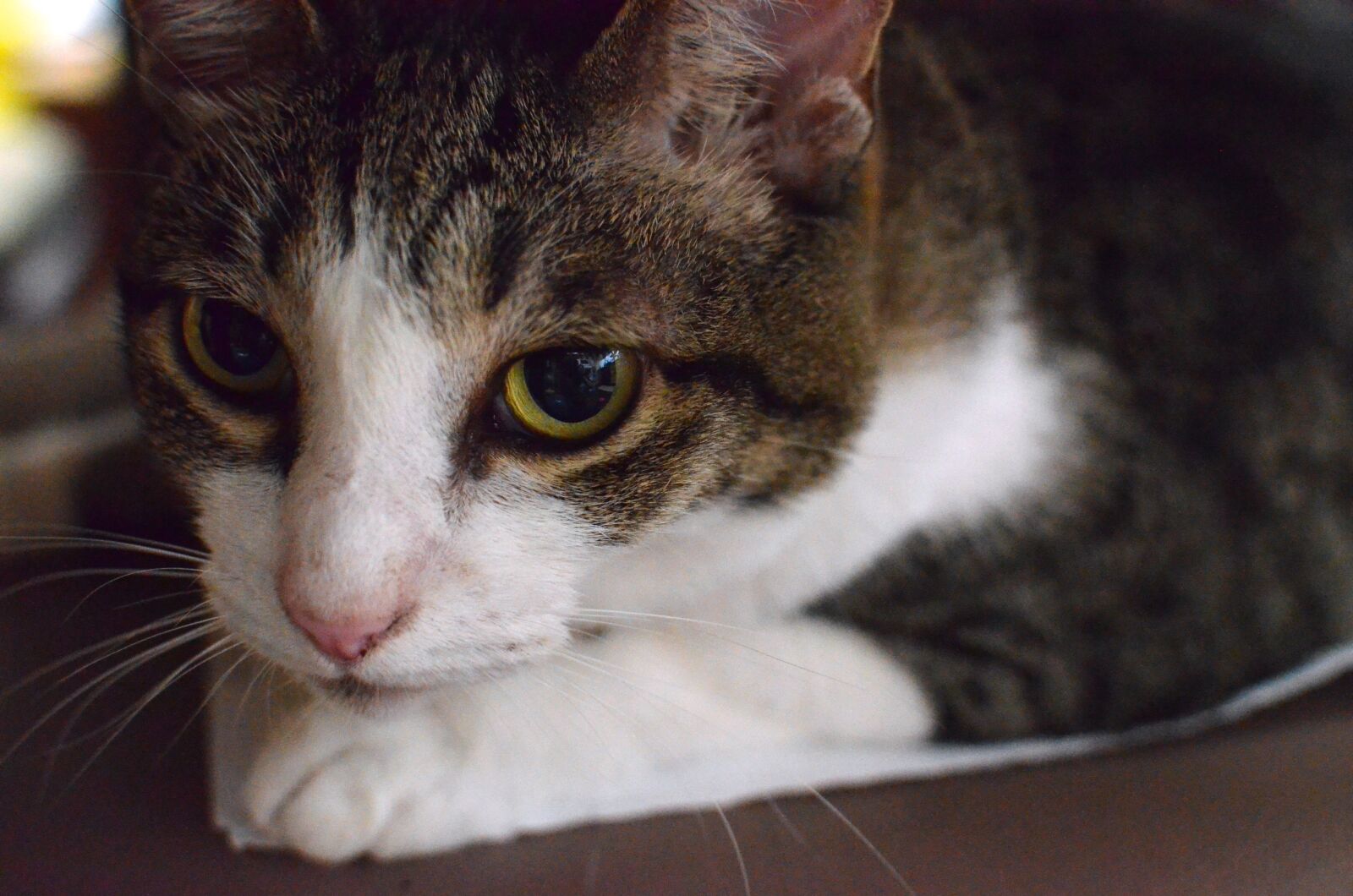 Nikon D5100 sample photo. Cat, animal, pet photography