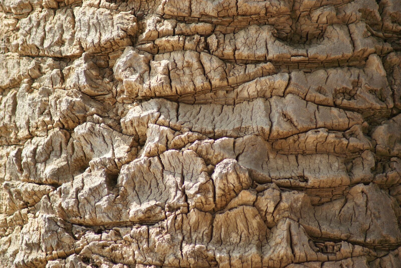Sony Alpha DSLR-A200 sample photo. Palm tree, wood, nature photography