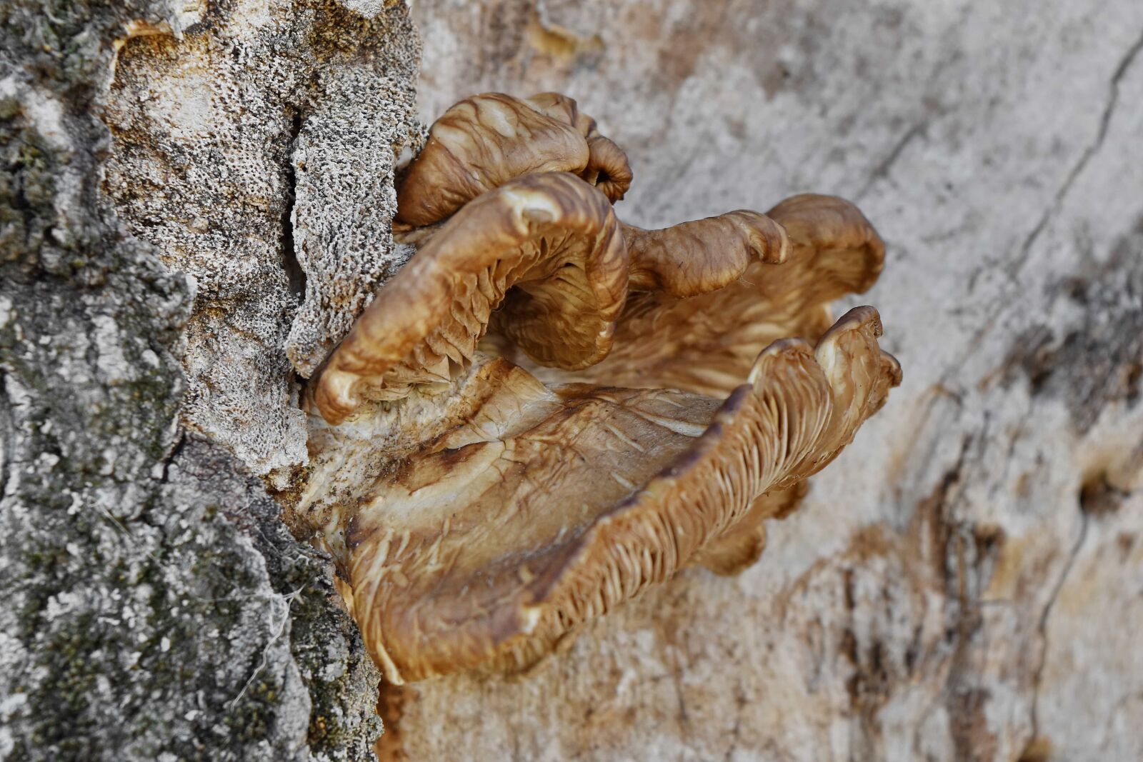 Nikon D5500 sample photo. Nature, wood, fungus, upclose photography
