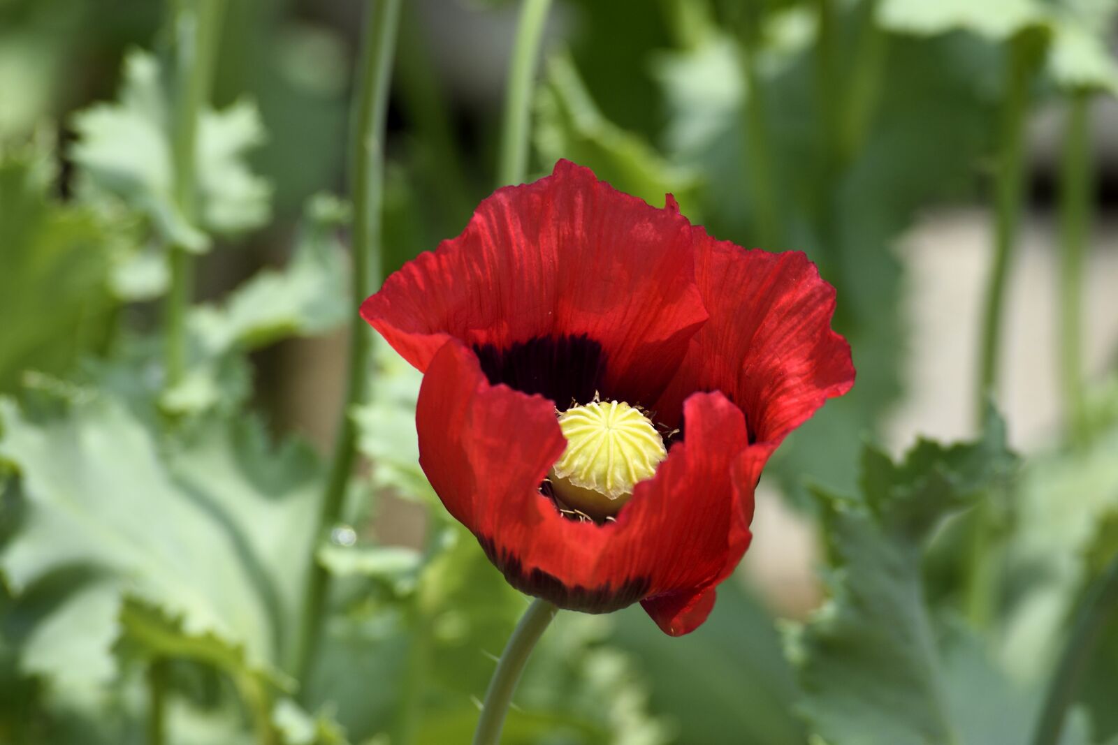 Nikon D3300 sample photo. Vibrant, flower, floral photography