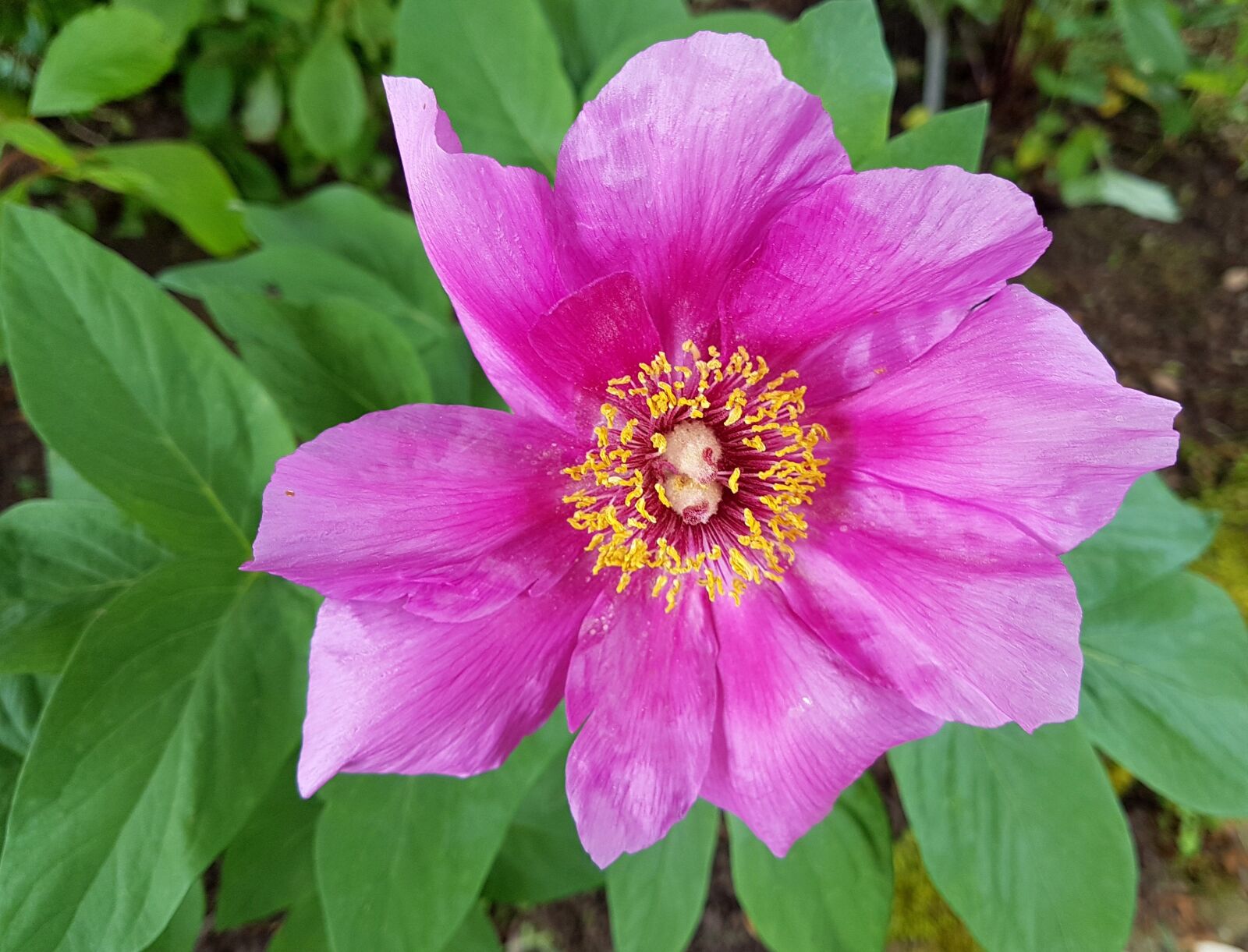 Samsung Galaxy S7 Edge sample photo. Peony, flower, bloom photography