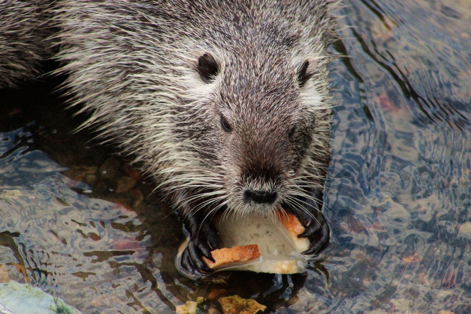 Canon EF75-300mm f/4-5.6 sample photo. Nutria, rodent, large rodent photography