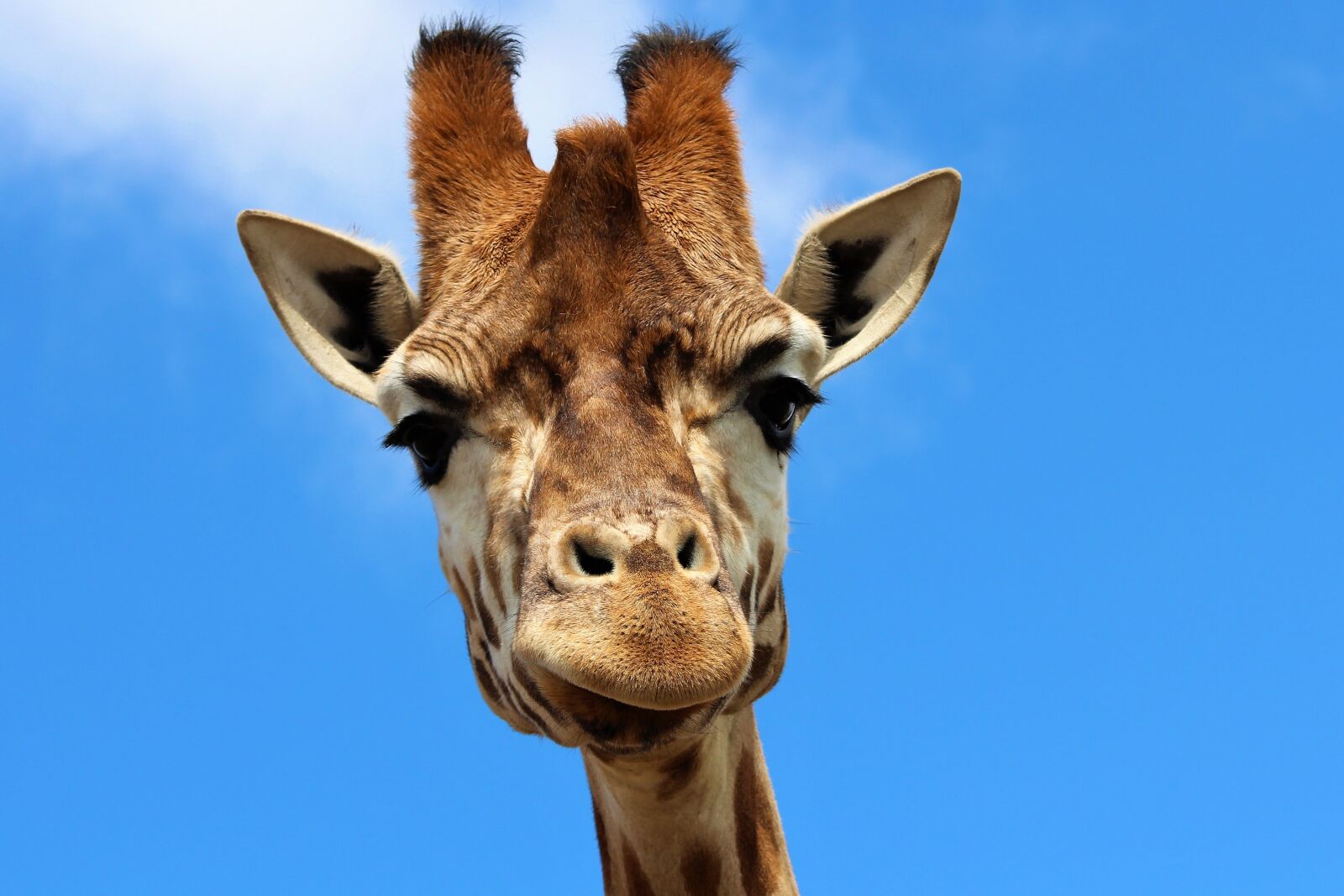 Canon EOS 700D (EOS Rebel T5i / EOS Kiss X7i) sample photo. Giraffe, zoo, animal photography