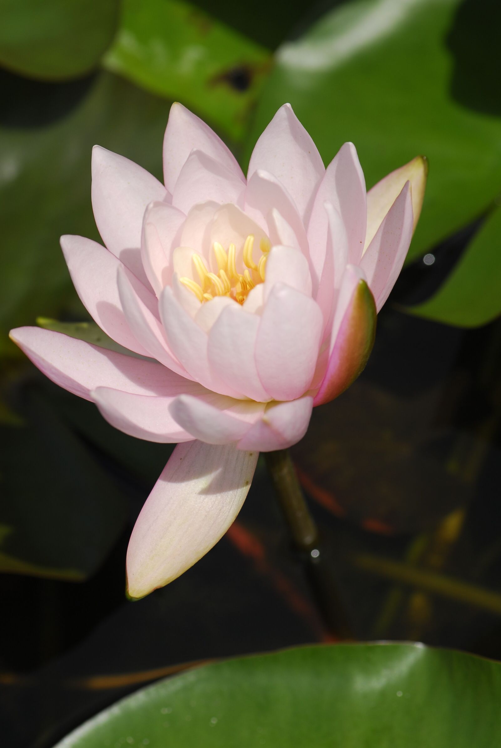 Nikon D200 sample photo. Flower, plant, lotus photography