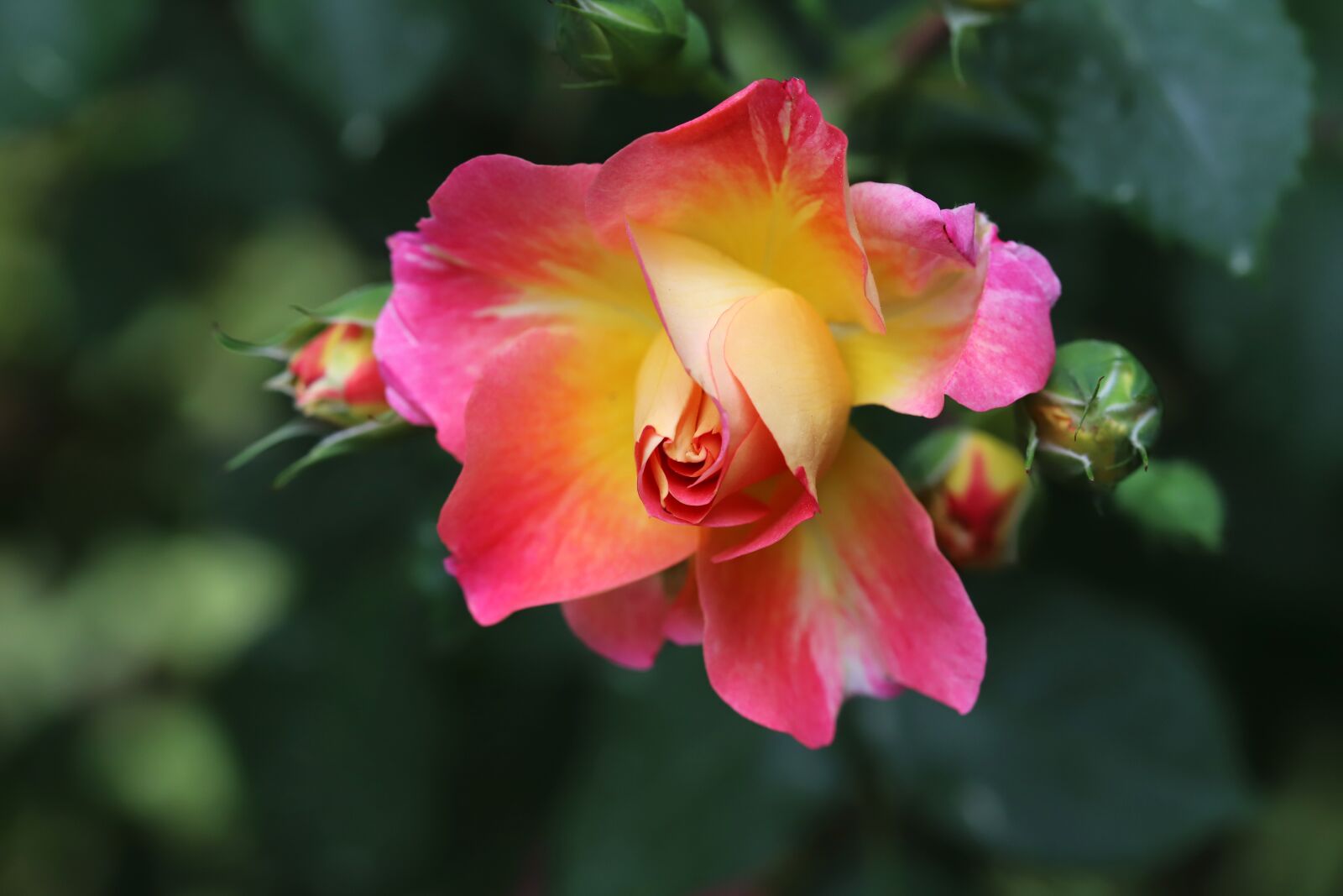 Canon EOS 6D Mark II sample photo. Rose, rose festival, flowers photography