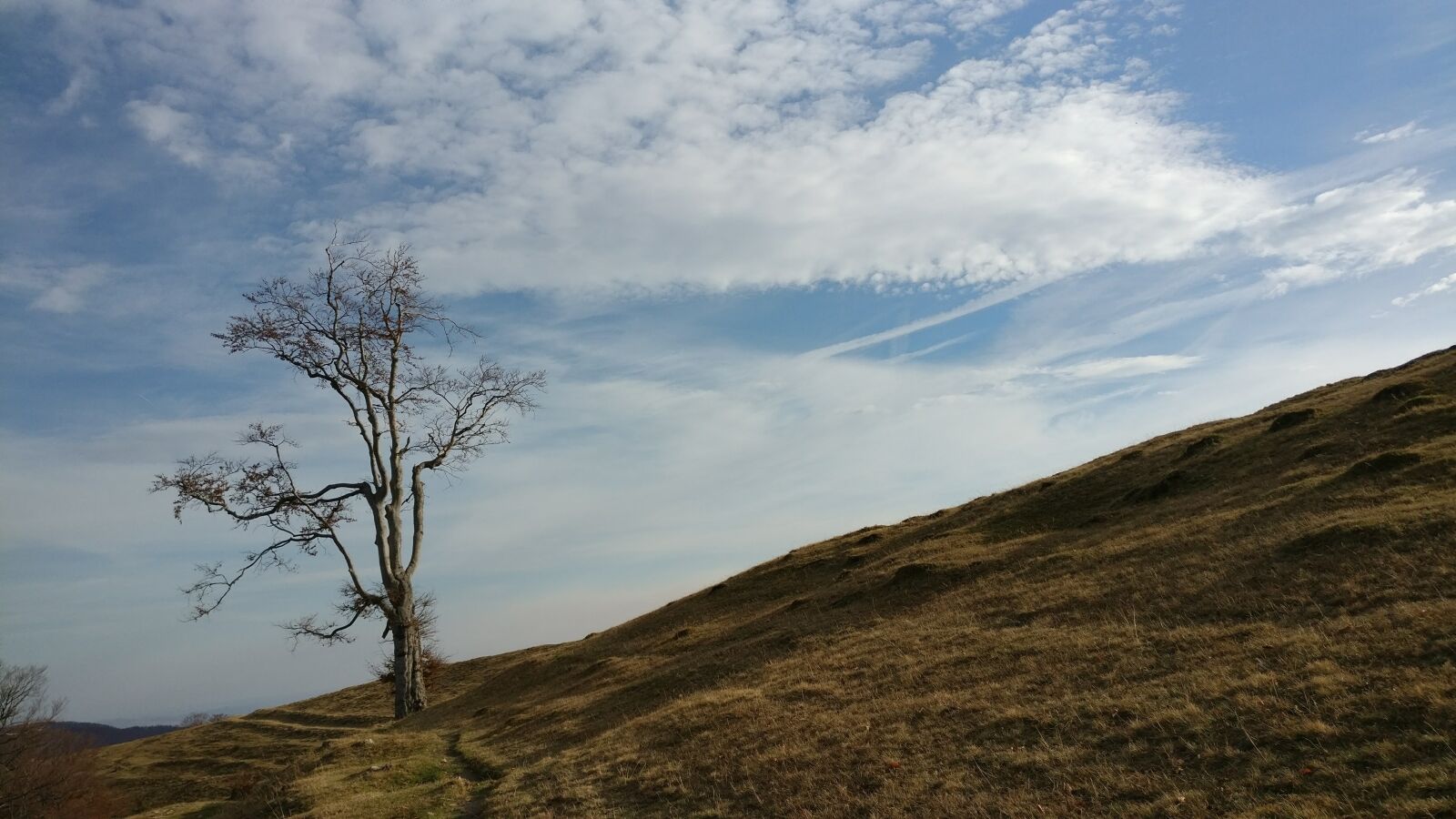 OnePlus A3003 sample photo. Autumn, tree, november photography