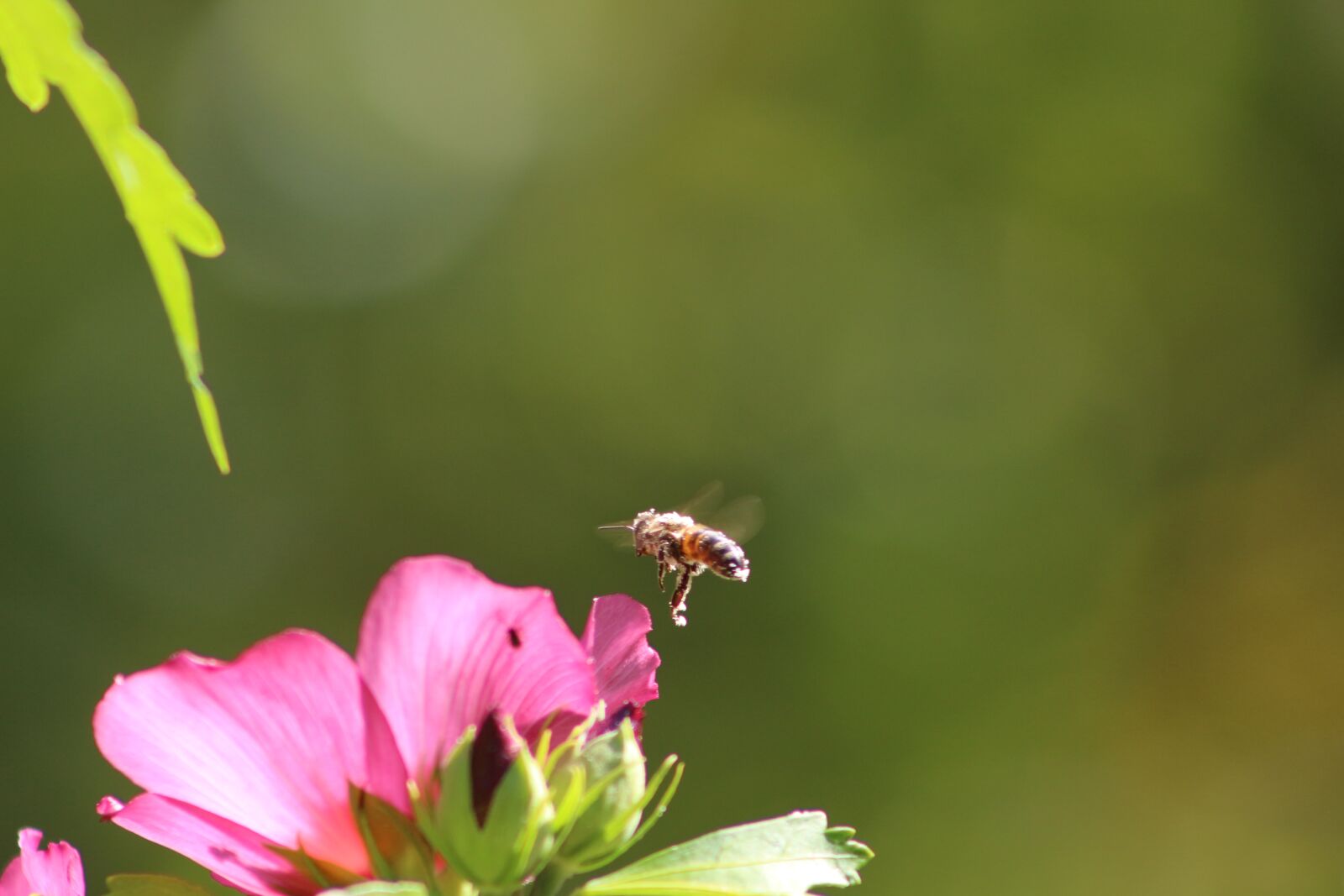 Canon EF75-300mm f/4-5.6 sample photo. Nature, summer, flower photography
