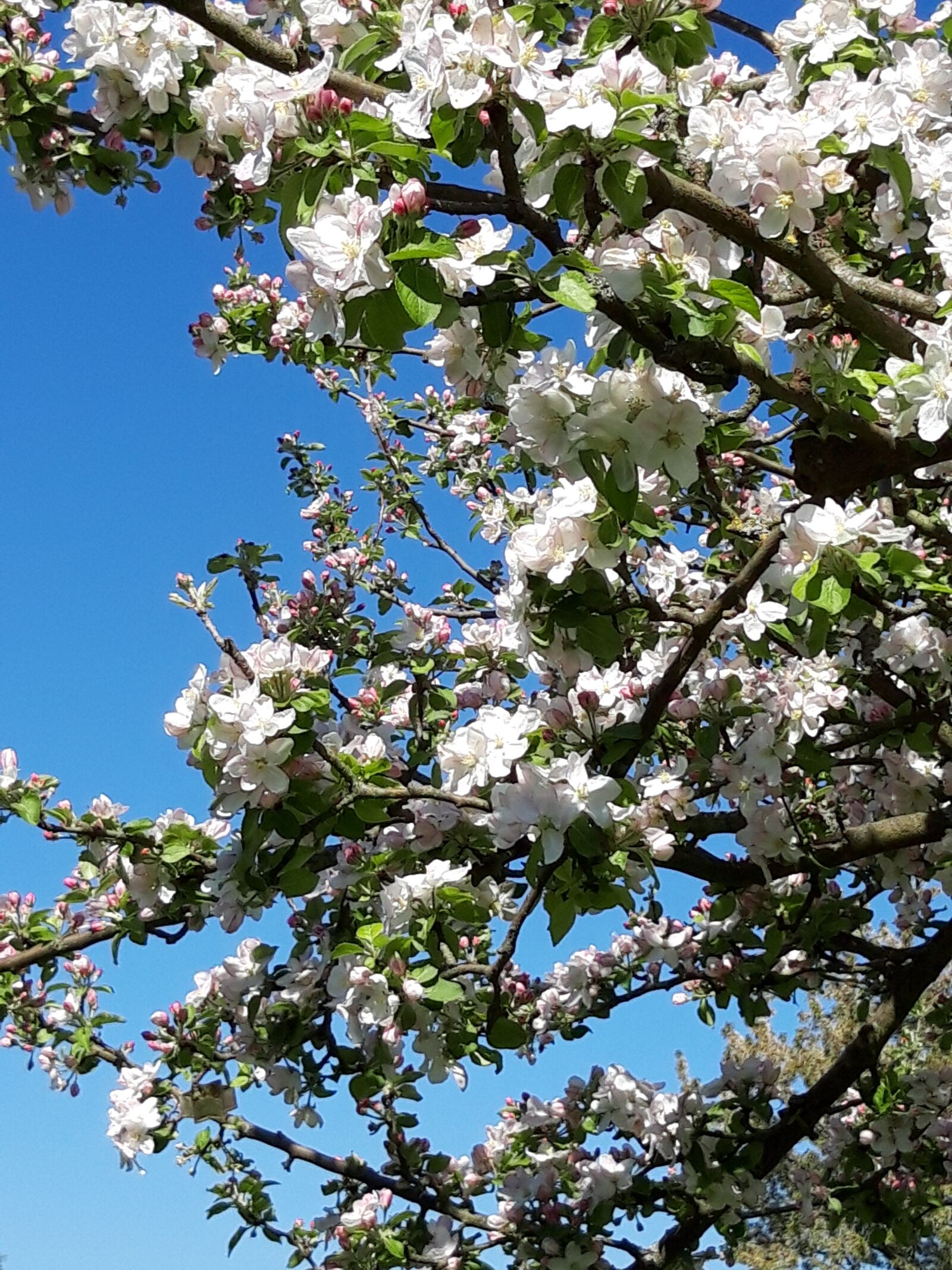 Samsung Galaxy A6 sample photo. Spring, apple tree, apple photography