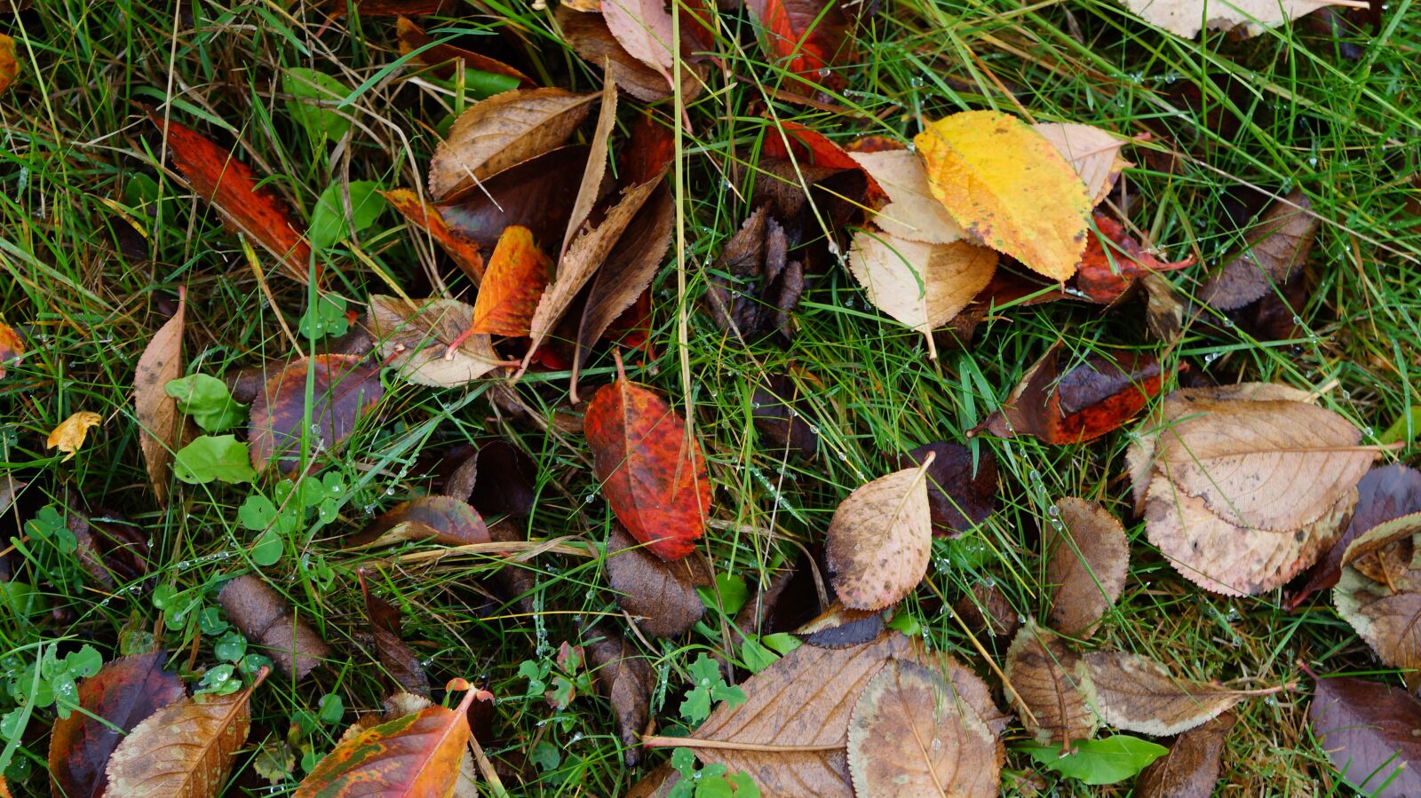 Sony Alpha a3000 sample photo. Leaves, autumn, fall foliage photography