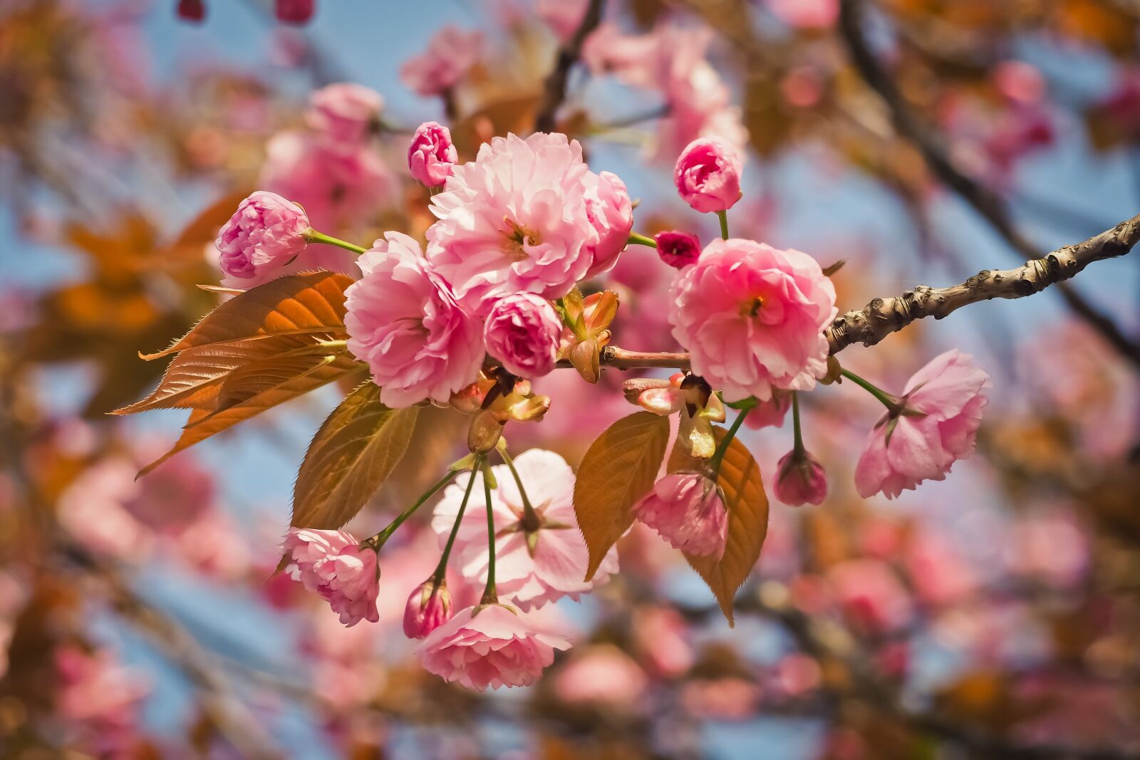 Olympus OM-D E-M10 sample photo. Flower, nature, tree photography