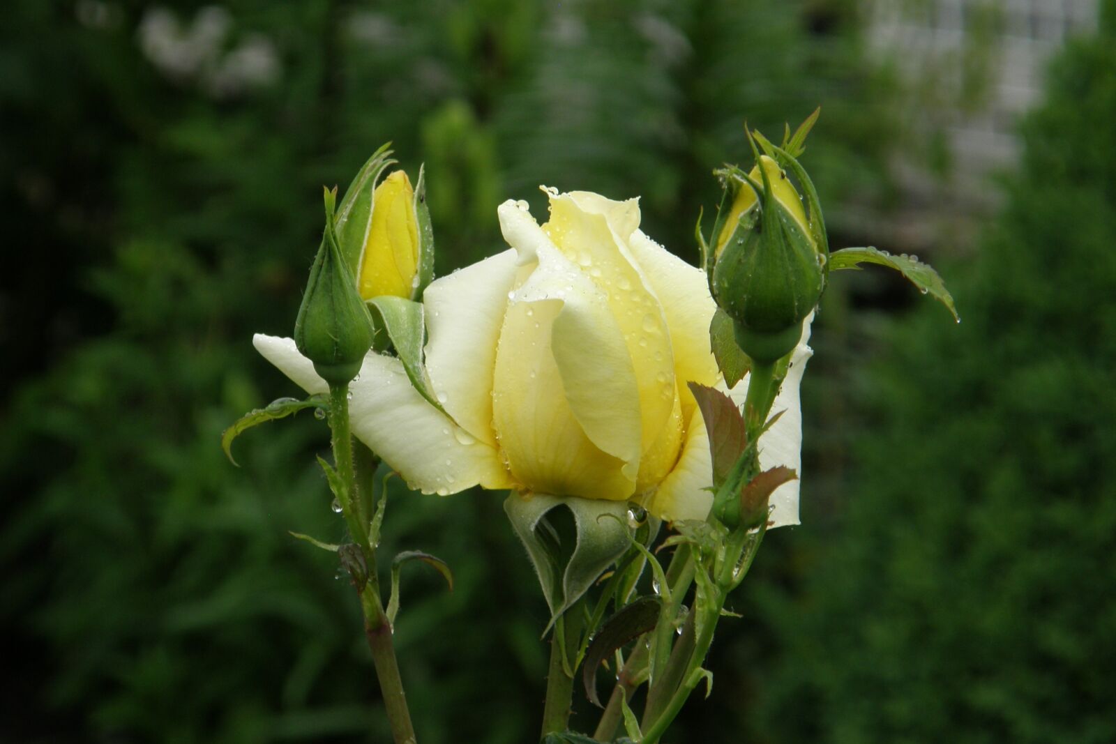 Olympus SP550UZ sample photo. Yellow rose, landora, floribunda photography
