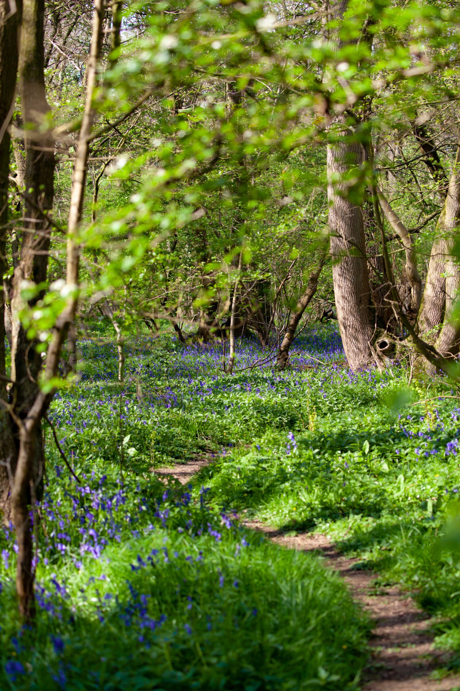 Canon EOS 5D Mark II sample photo. Bluebell forest, bluebell flower photography