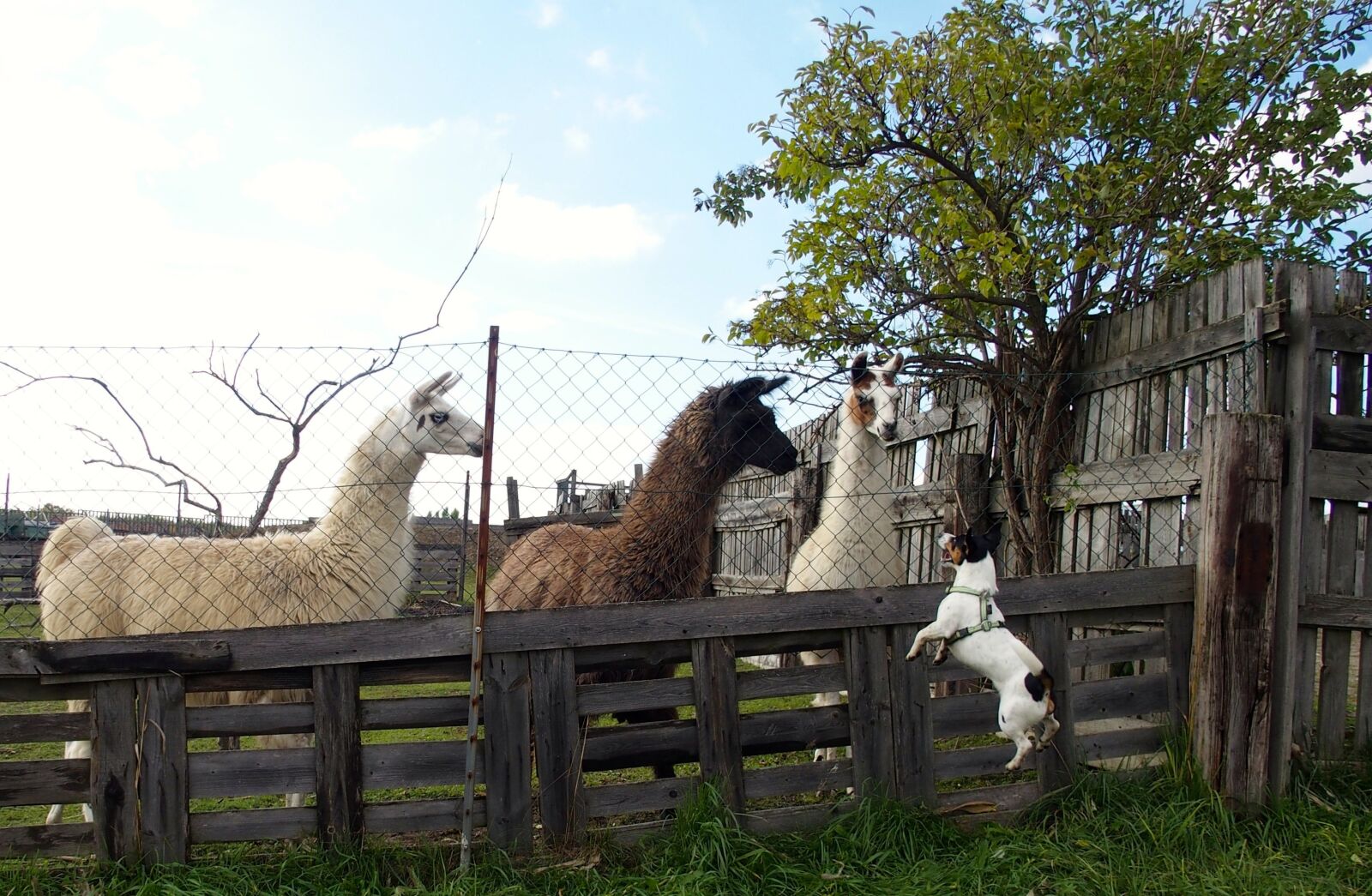 Olympus STYLUS1 sample photo. Jump, jack russel, alpaca photography