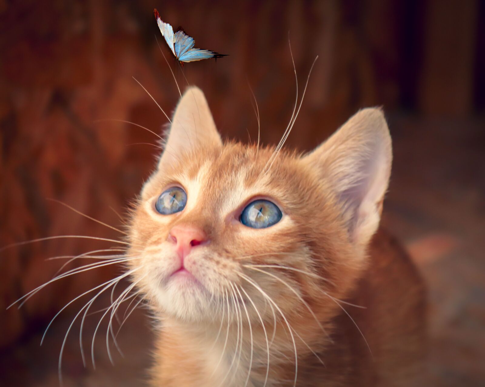 Canon EOS 200D (EOS Rebel SL2 / EOS Kiss X9) sample photo. Cat, butterfly, kitten photography