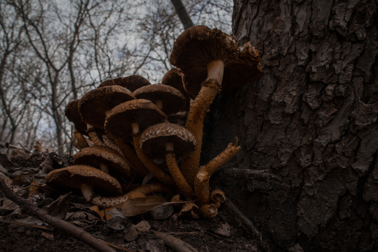 Canon EOS 600D (Rebel EOS T3i / EOS Kiss X5) + Canon EF-S 17-55mm F2.8 IS USM sample photo. Autumn, mood, forest, brown photography